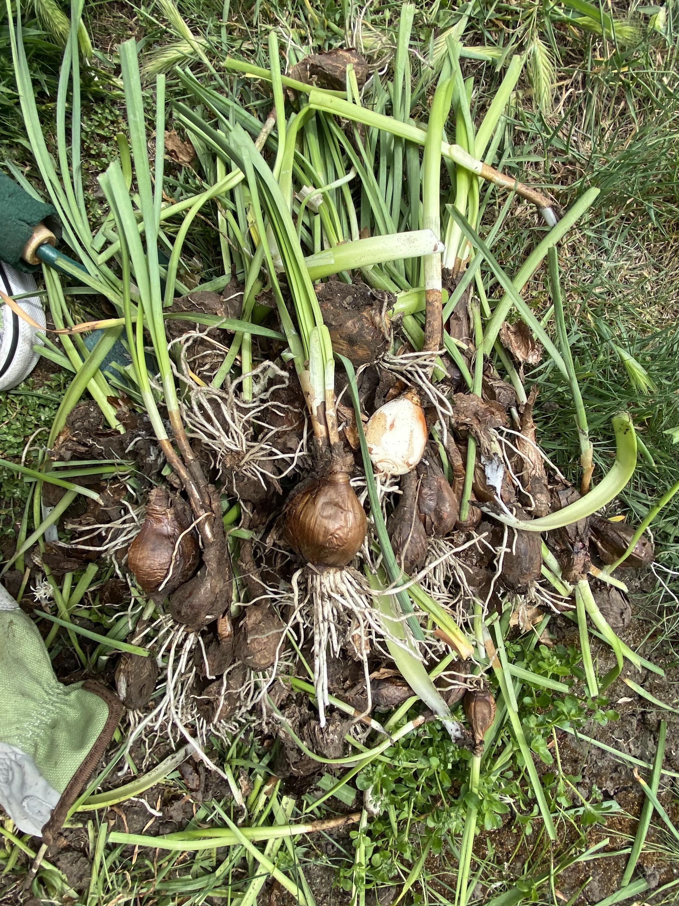 Smells like garlicish. Looks like green onion but flat leaves r