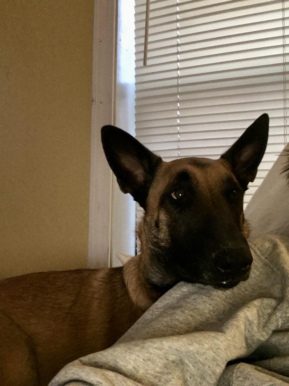 Velcro Malinois, has to be touching me at all times. r/BelgianMalinois