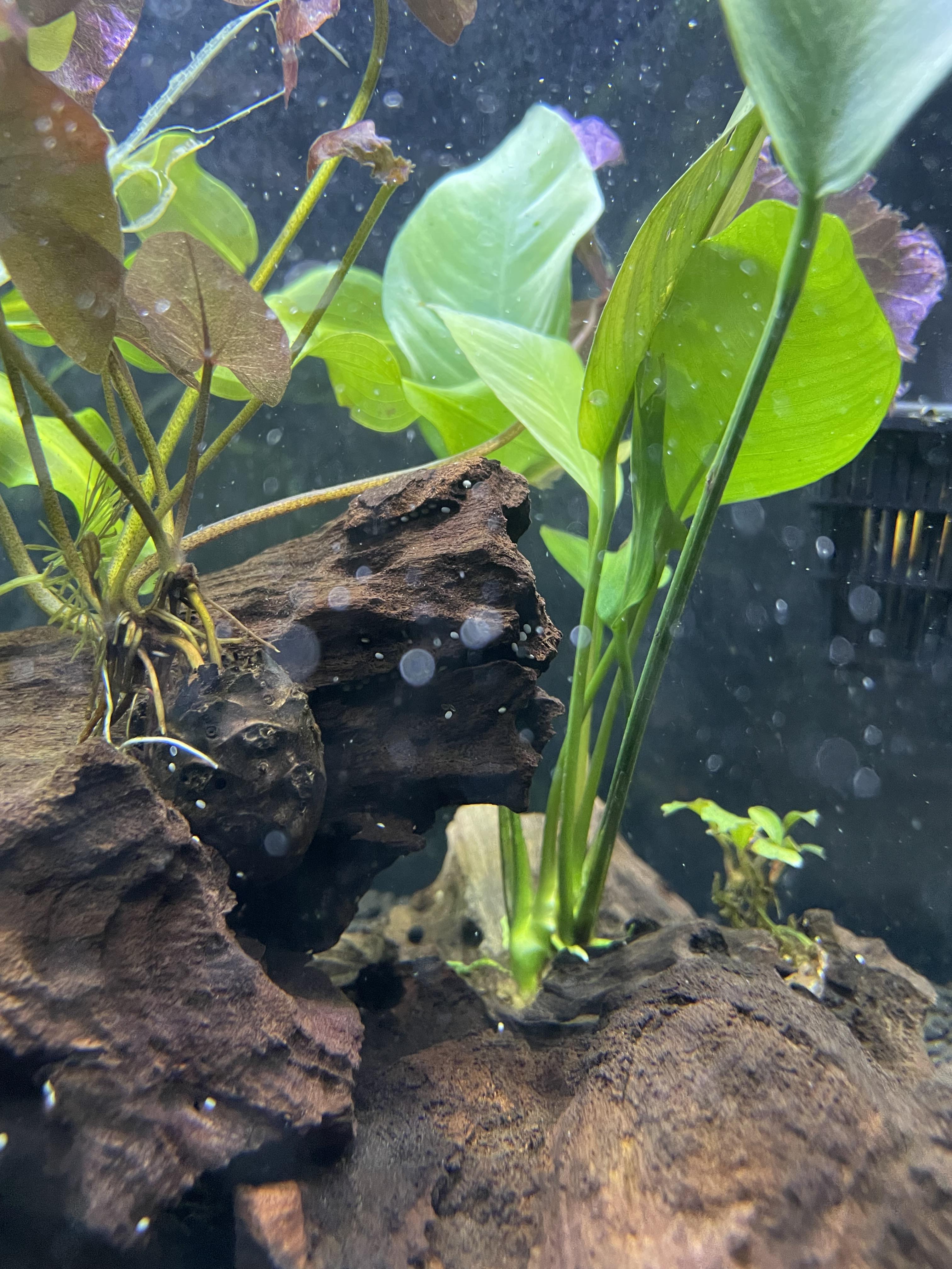 Help identifying what these white specks are? is it ick r/Aquariums