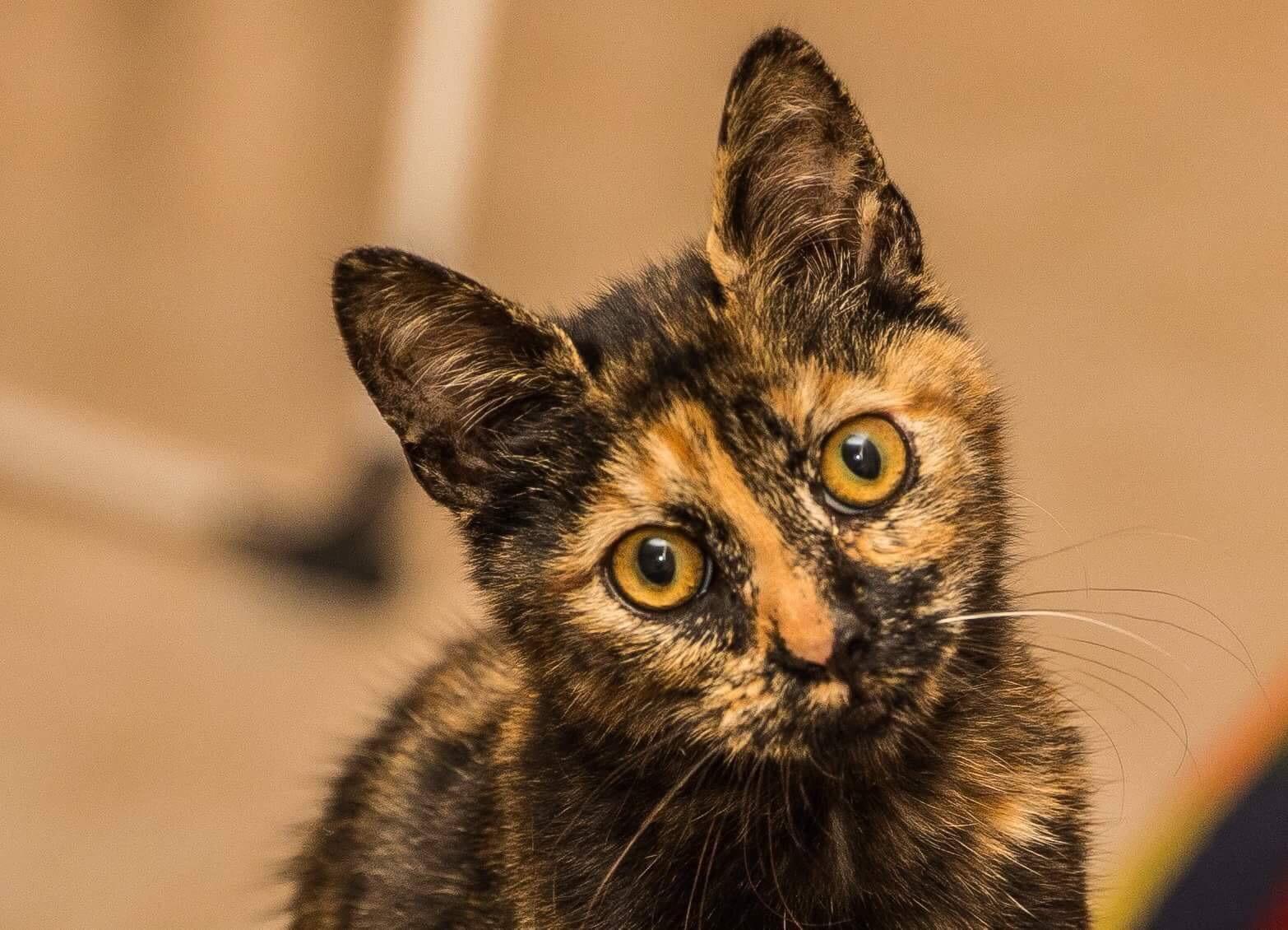 Meet the friendliest most photogenic cat 🐱 r/aww