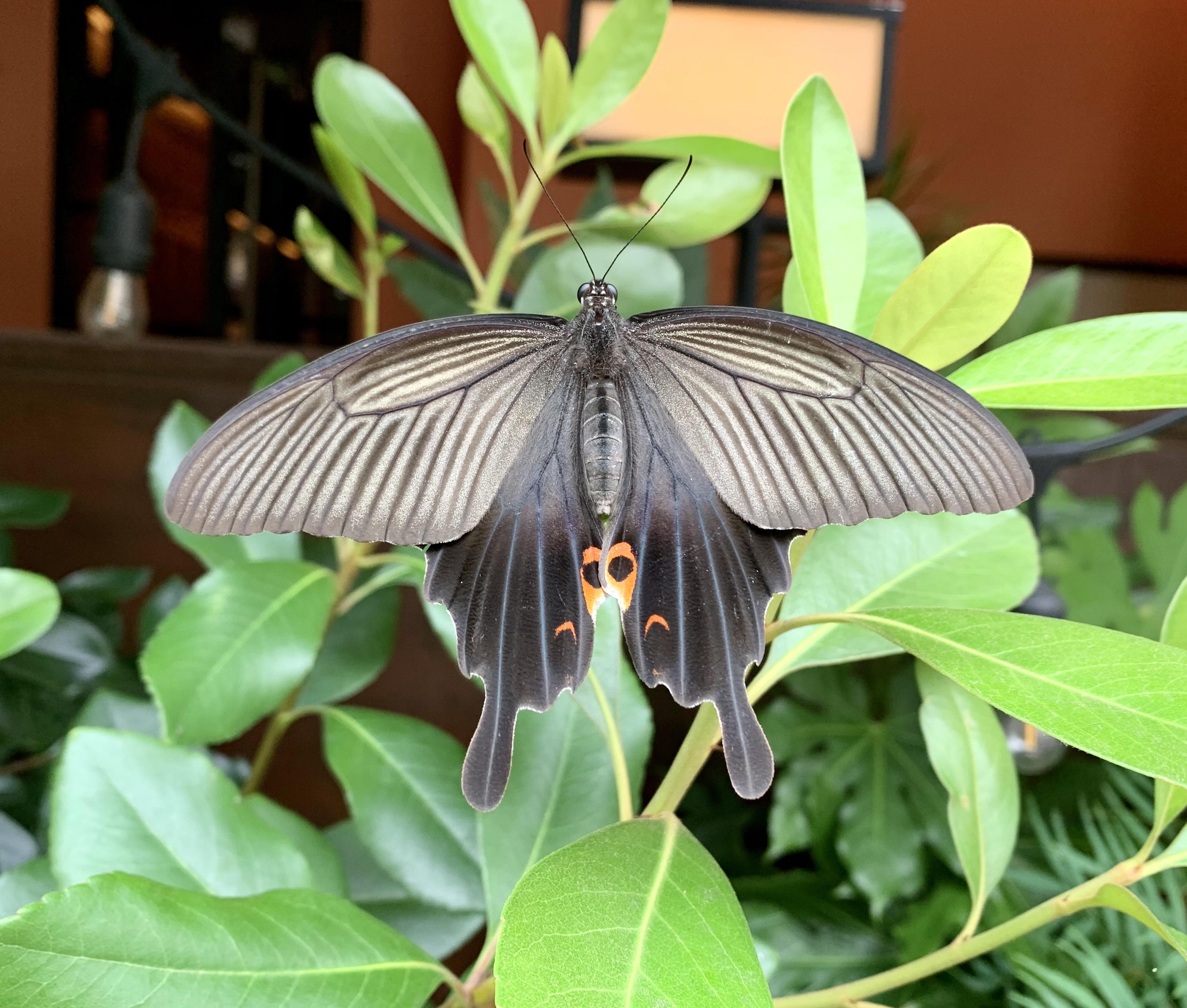 A butterfly I shot in Kyushu, Japan. r/pics