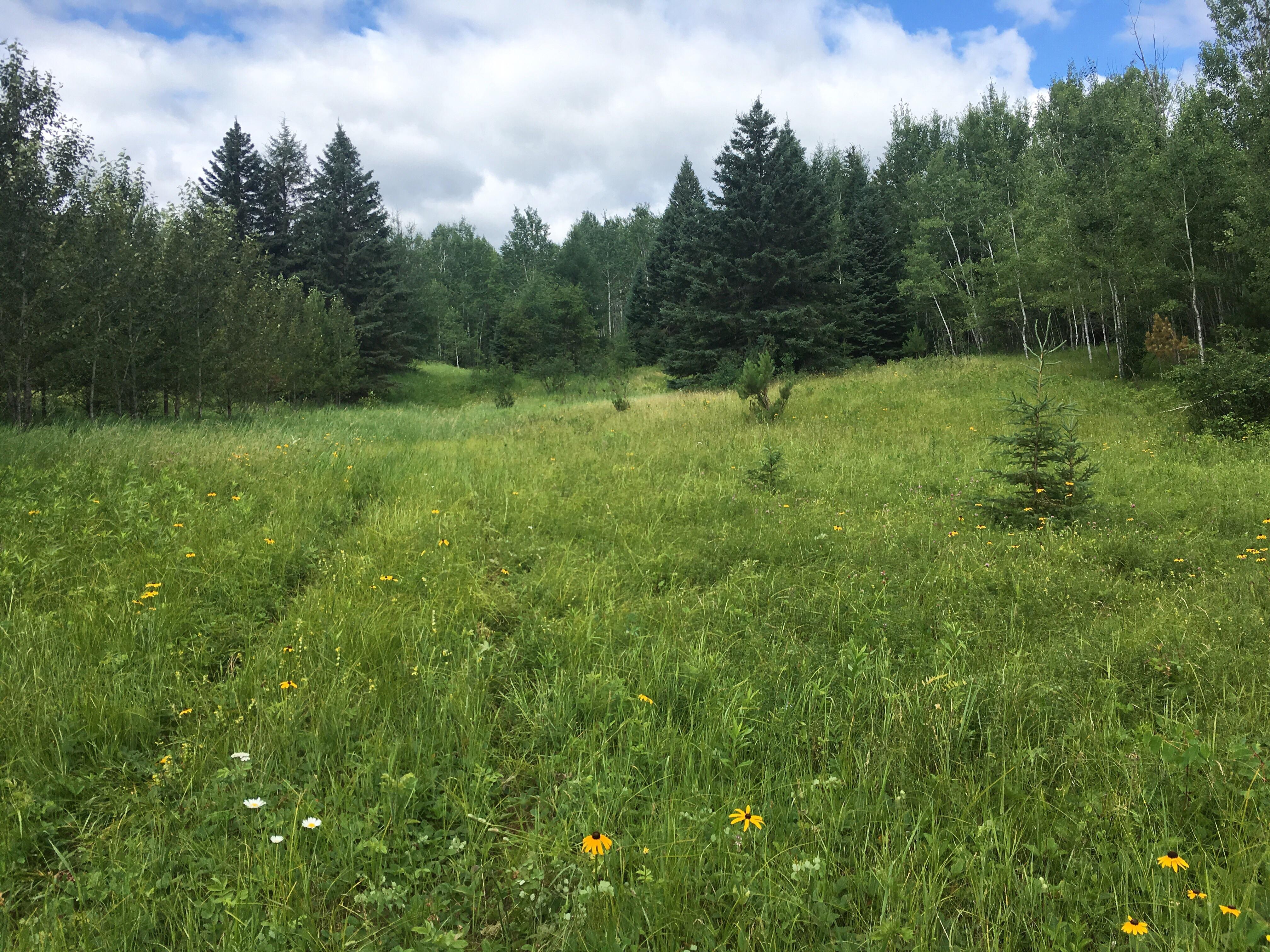 Beaver Meadows Trail, Northern Ontario r/hiking