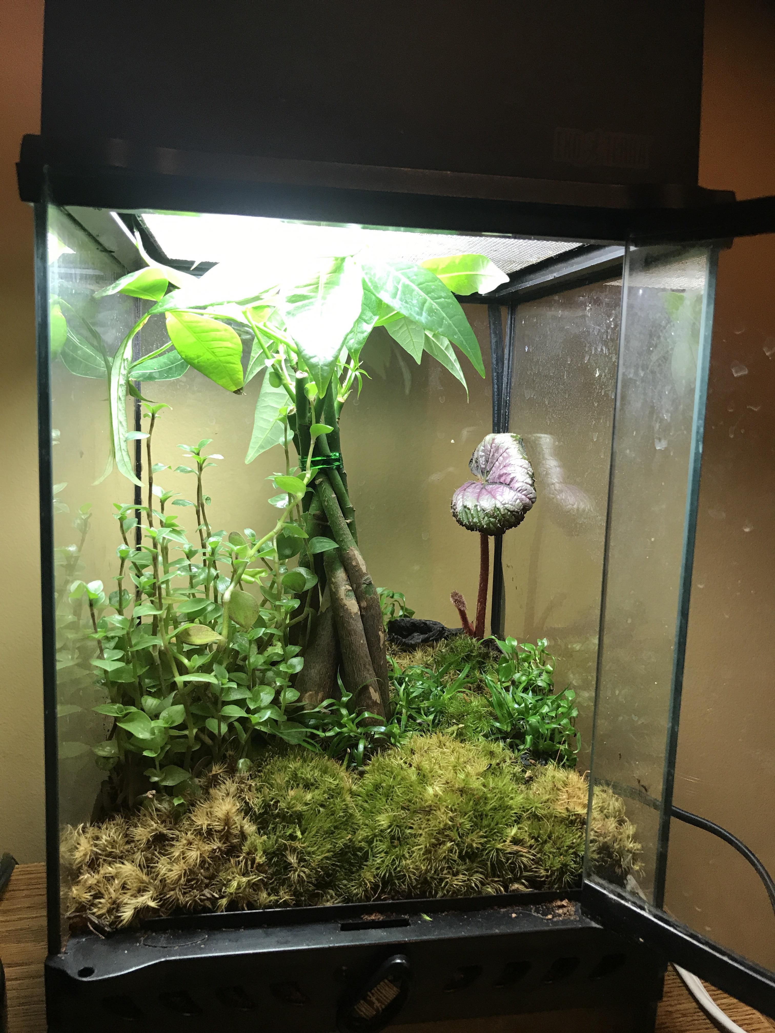 Nano exoterracould use advice on keeping moss alive r/Vivarium