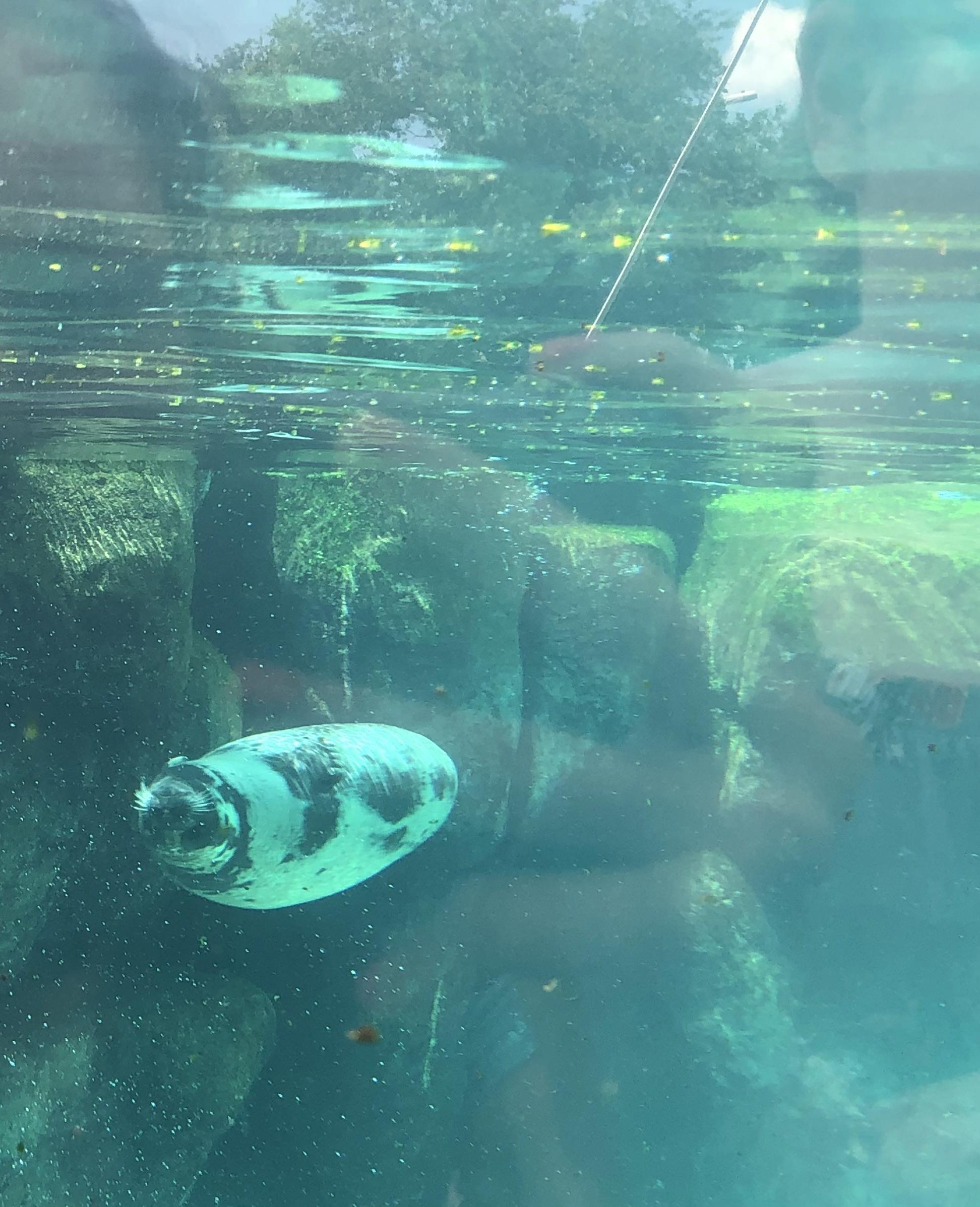 I’m having a hard time right now so i’m looking at this seal pic i took