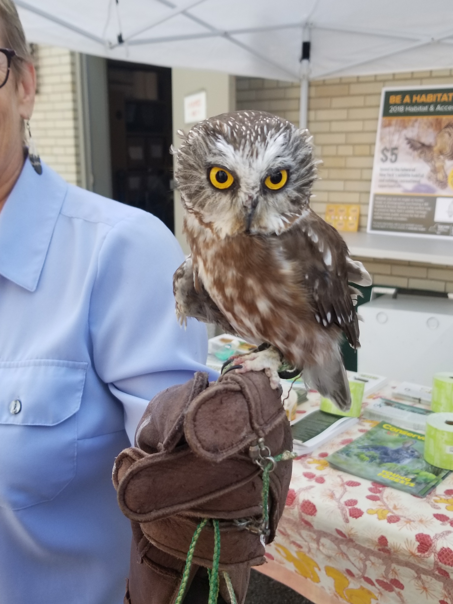 I met this tiny owl at the New York state fair yesterday r/Superbowl