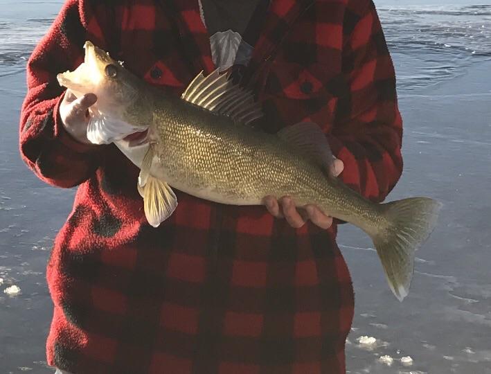 Beautiful walleye caught in southern Manitoba on Oak Lake r/IceFishing