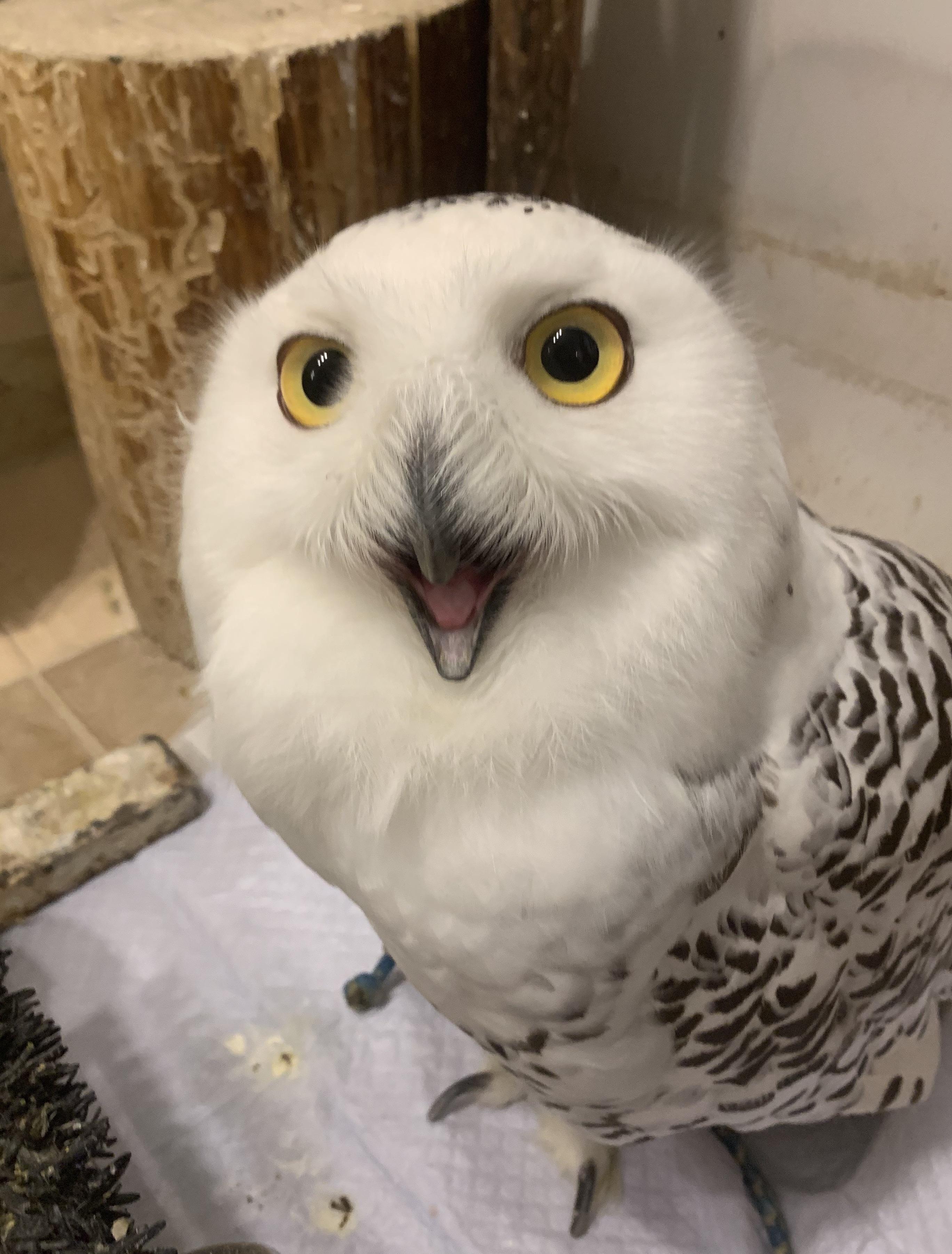 Reddit Aww Owl bmpget