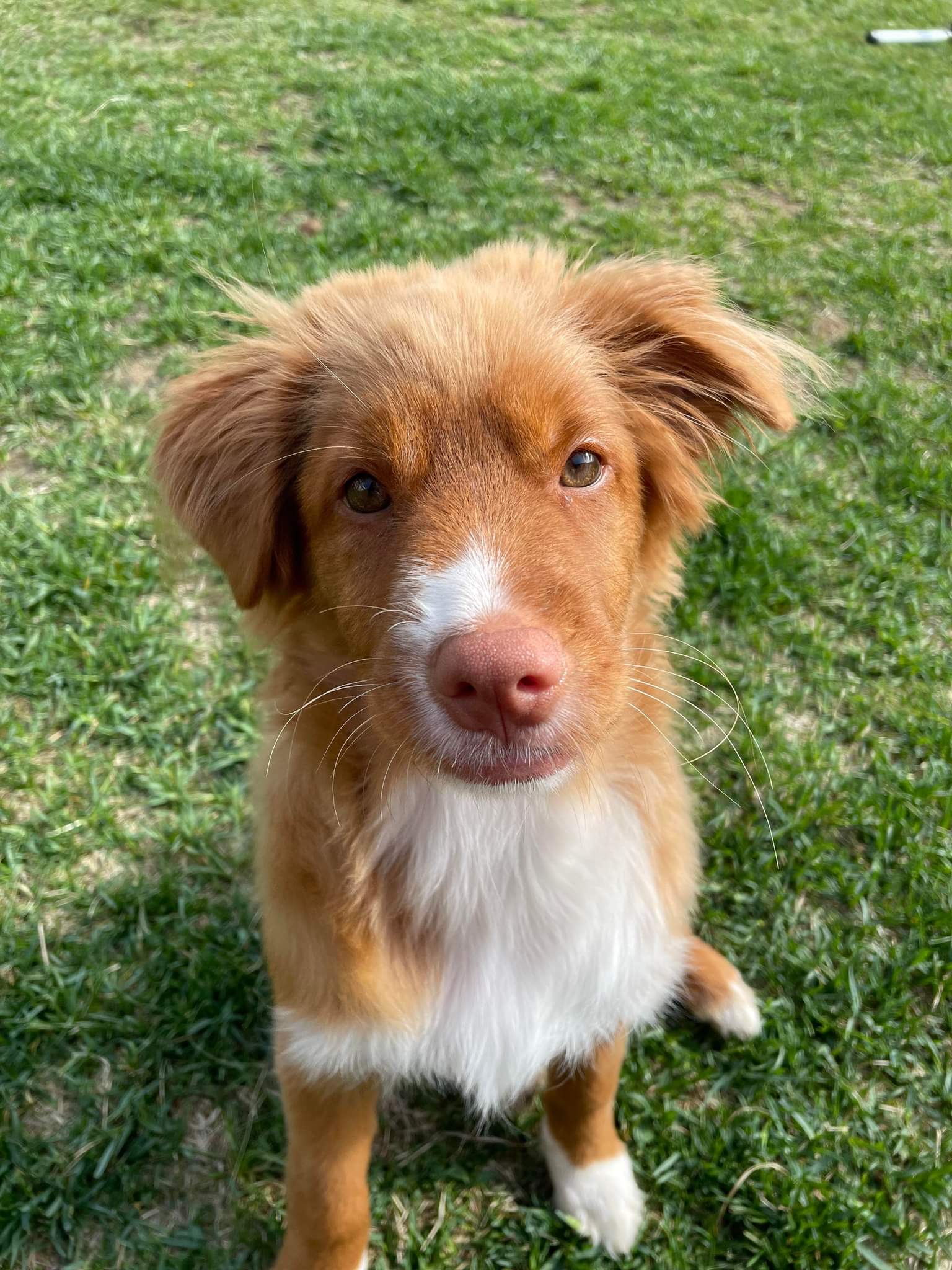 Folded Toller Ear, anyone have experience correcting it? r/tollers