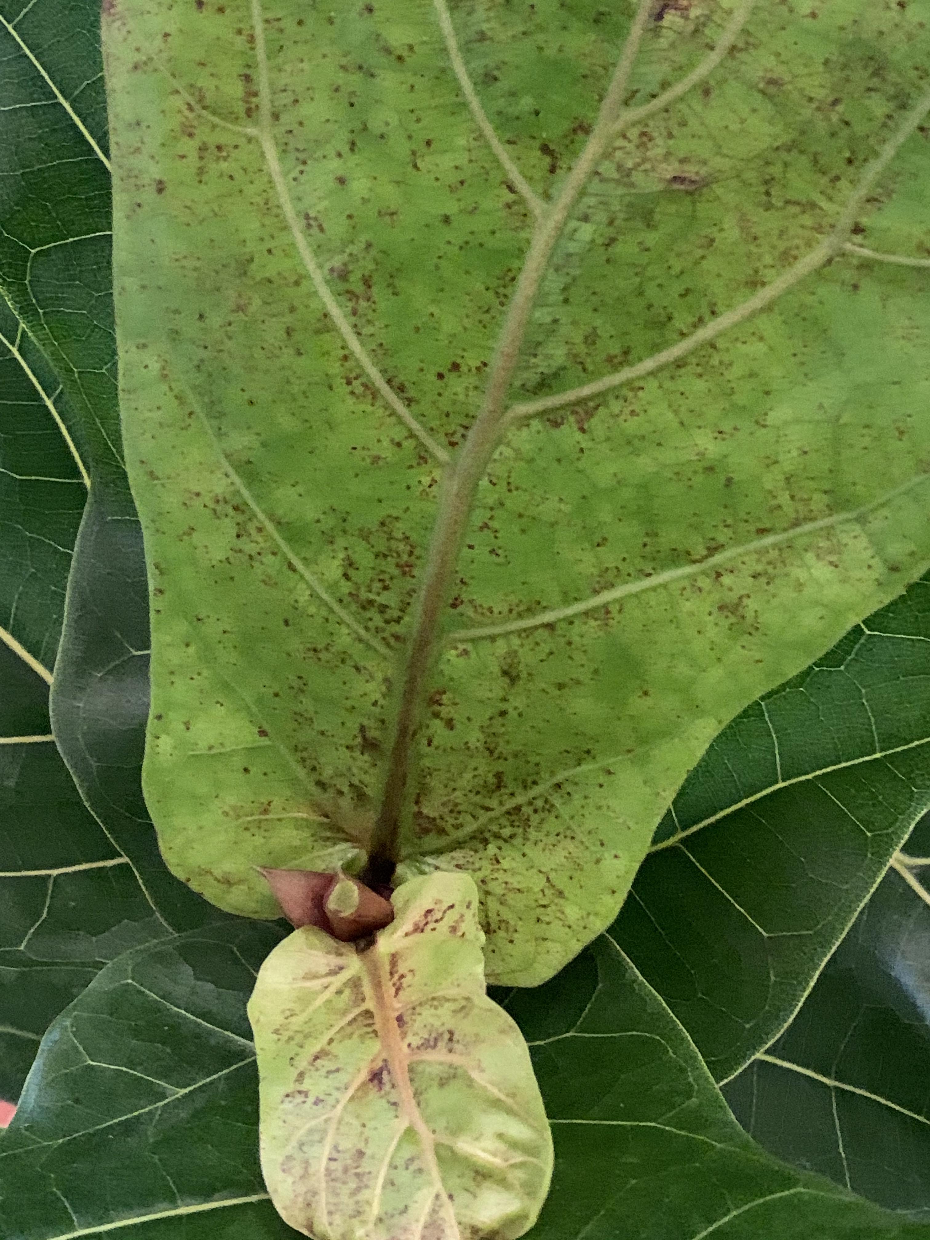 Recently bought plant . New leaves have this brown spots. Please help. r/fiddleleaffig