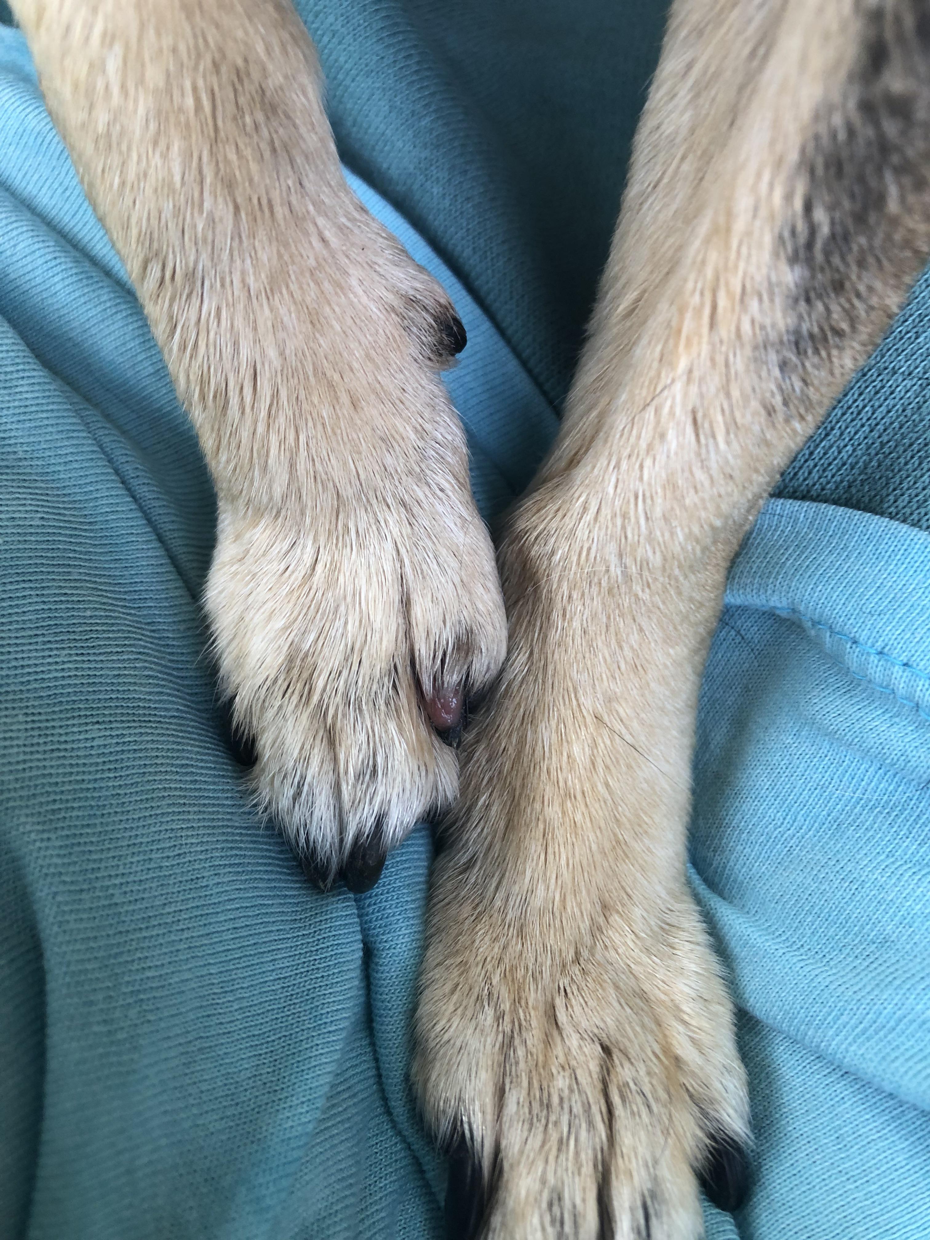 Is this an exposed nail bed? (Her right paw). If so, best way to manage