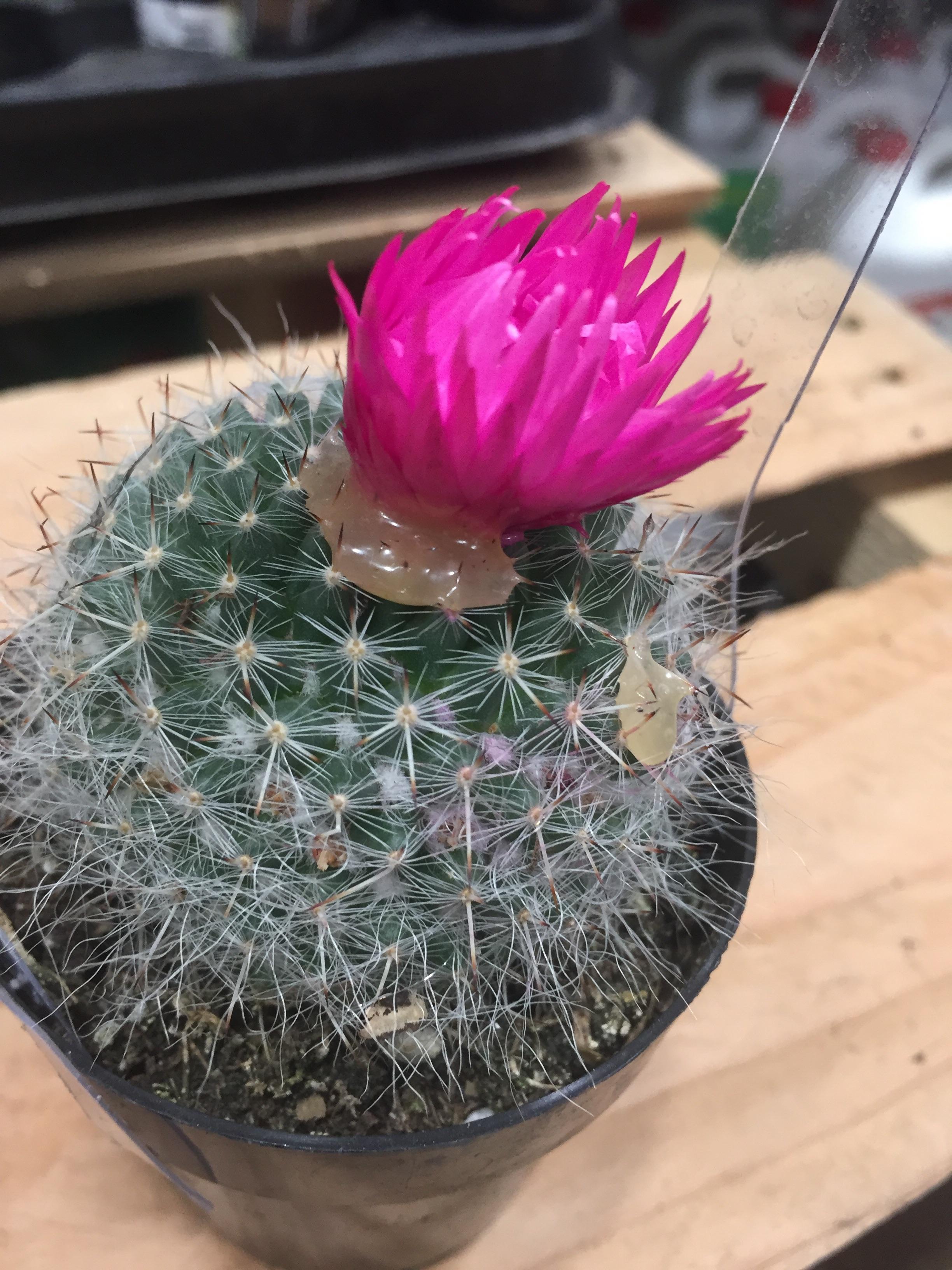 My work gets cactuses shipped in that have fake spray painted flowers