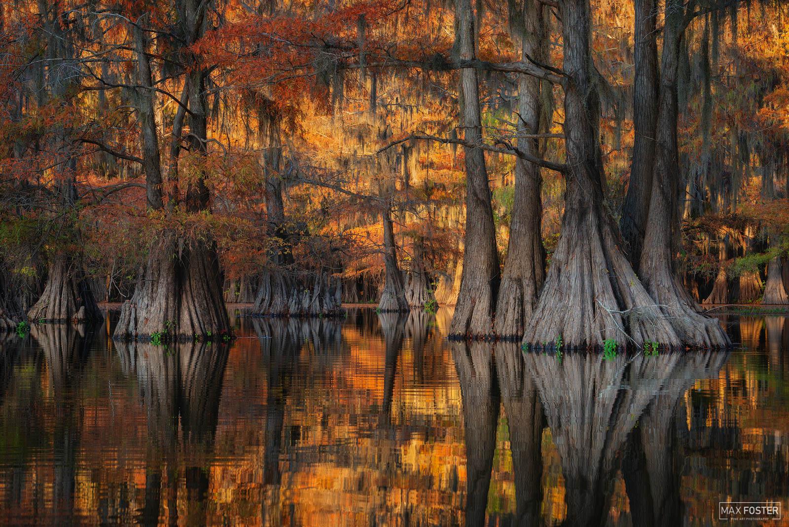 Golden Glory - Autumn in the bayou is incredible! Texas [OC][1600x1068