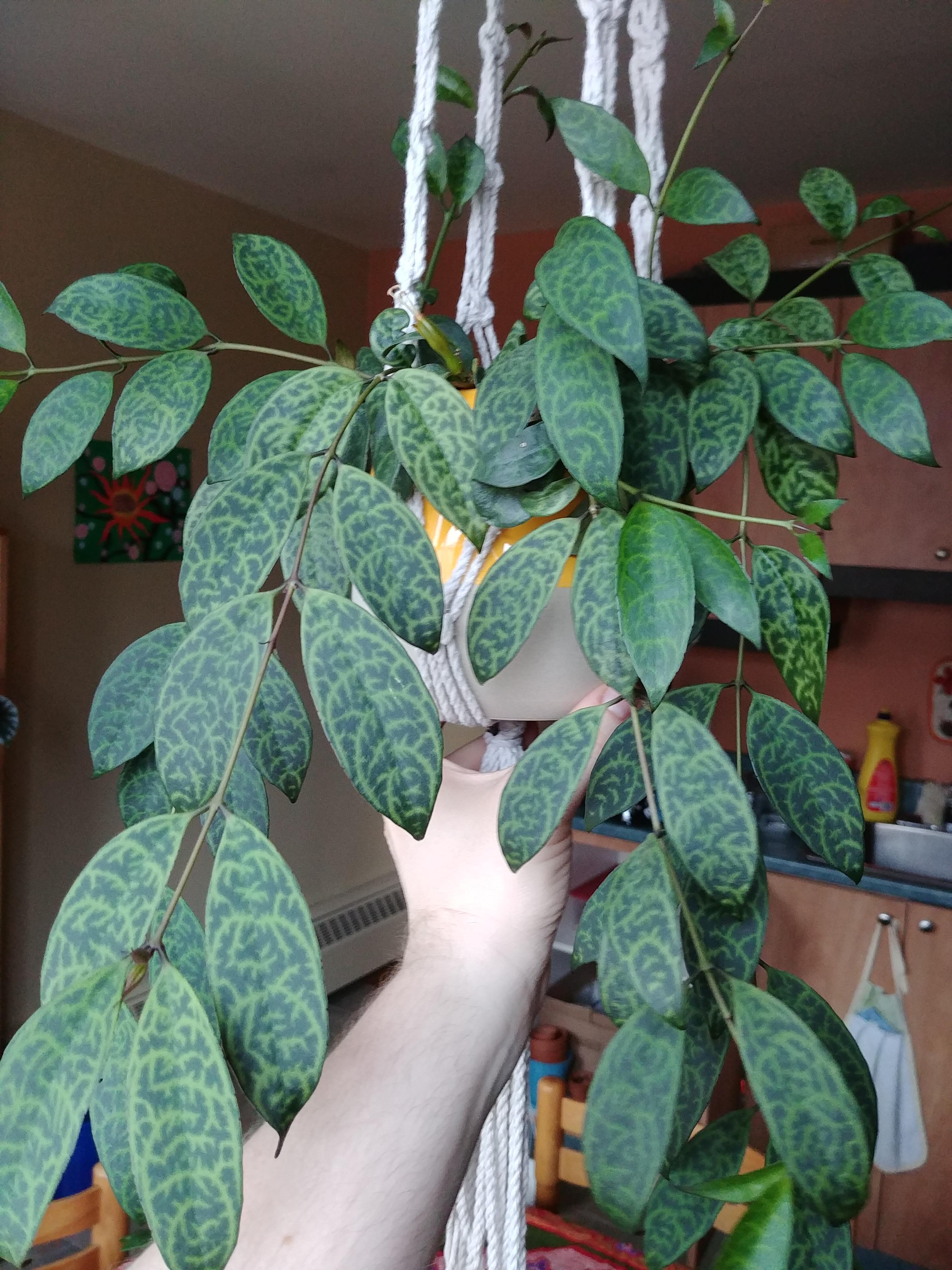 Spot the flower! Its a lipstick plant "black pagoda" r/houseplants