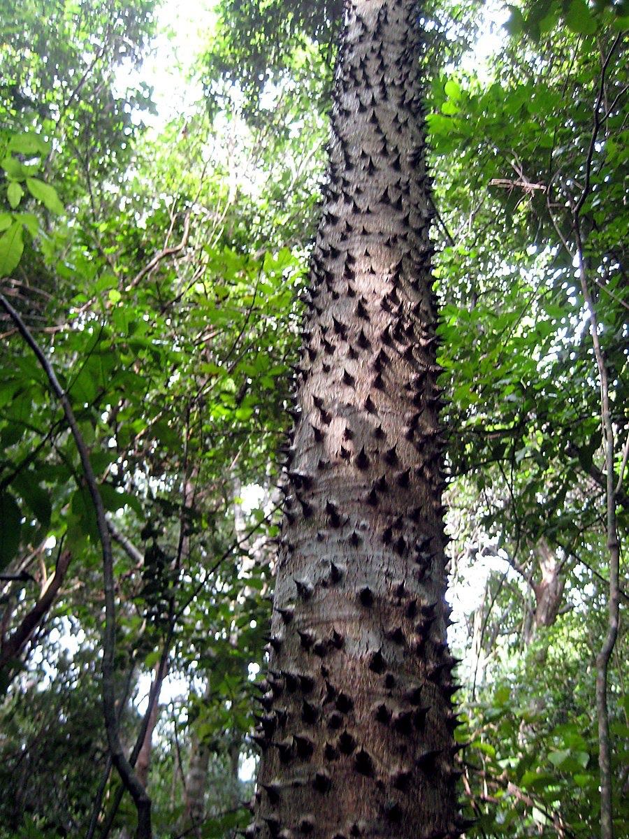 Sandbox tree A tree covered in spikes and has fruit that