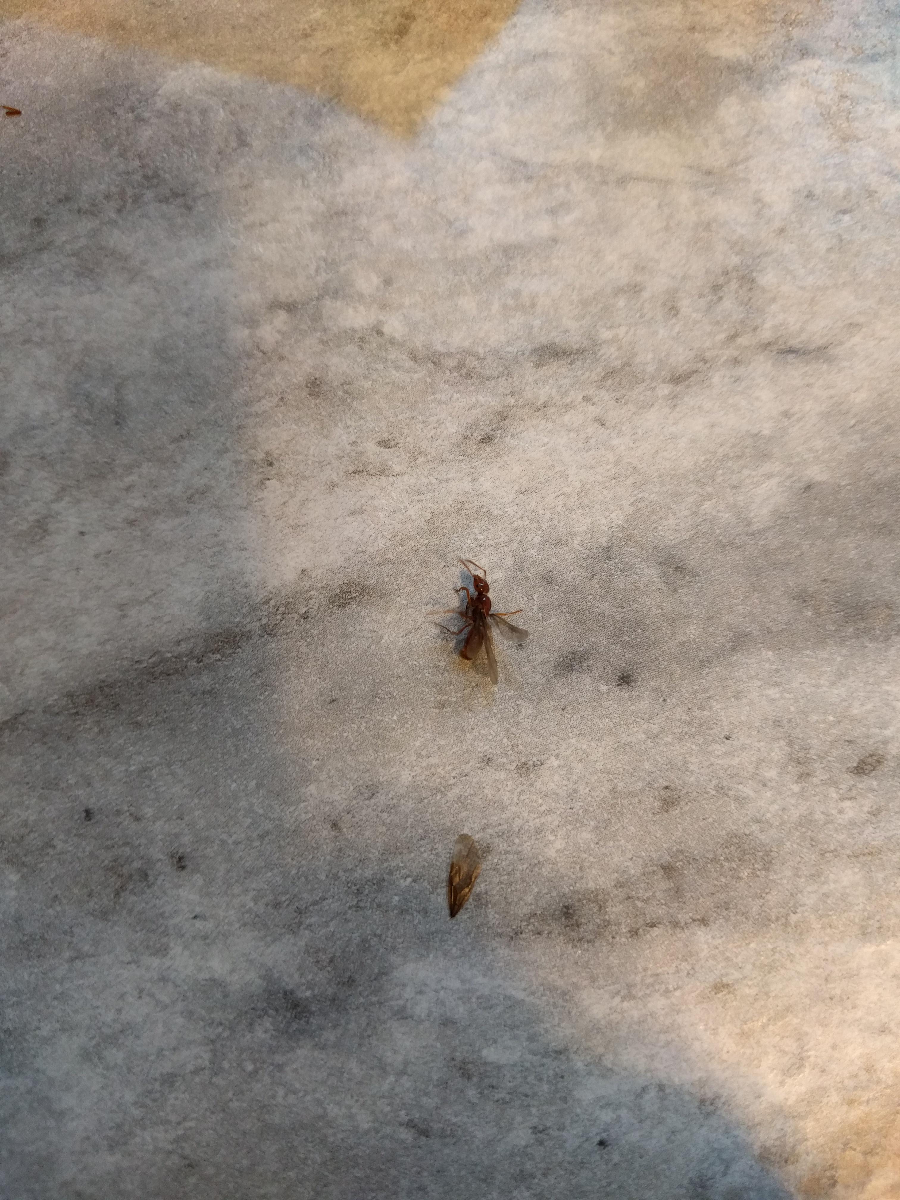 Southern Ohio grilling tonight and these ants are swarming around my