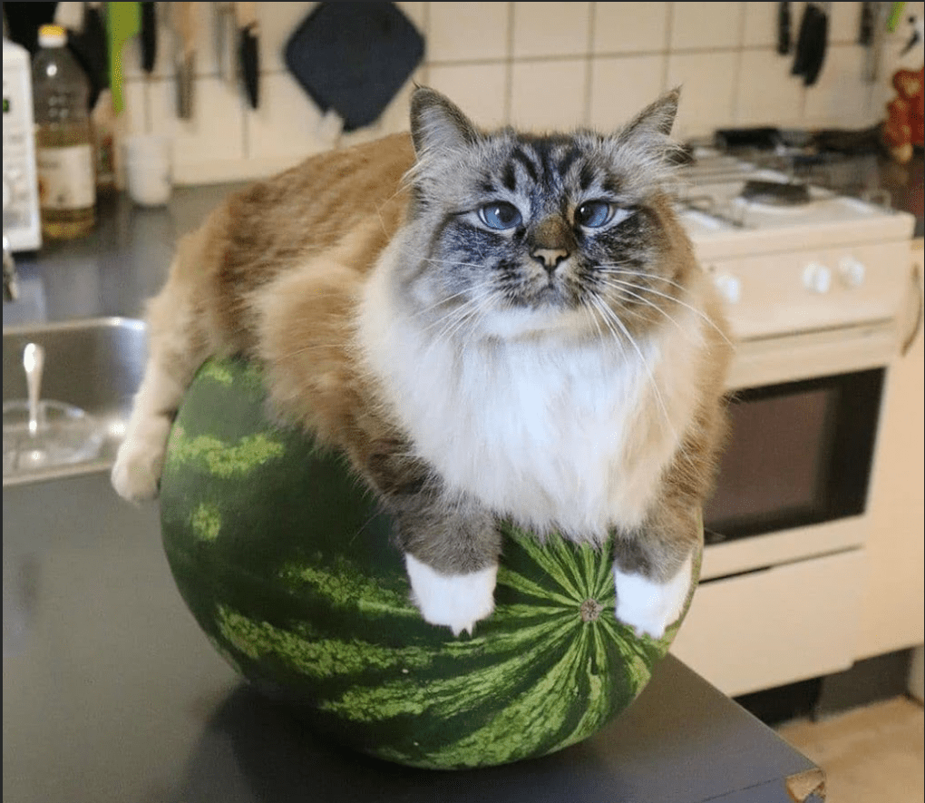 Melon Cat