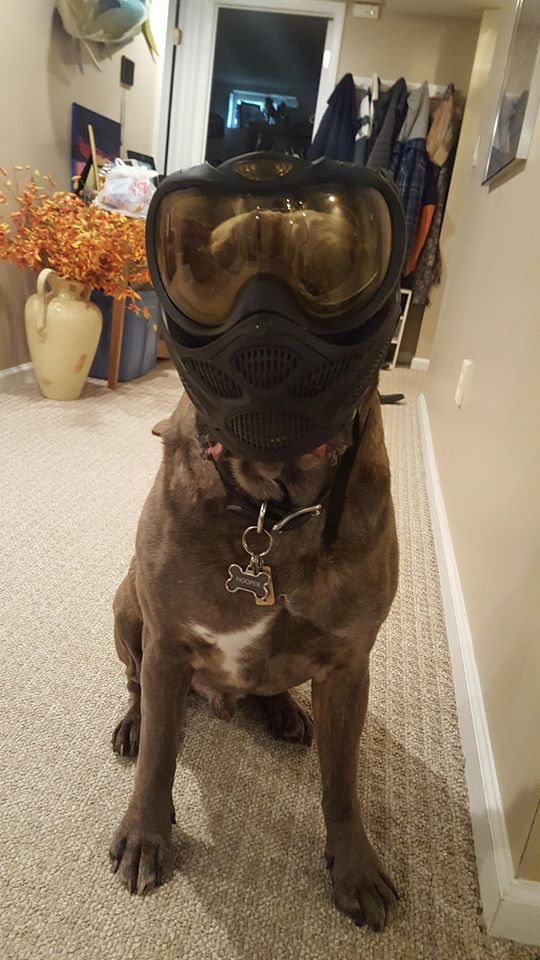 My dog is getting ready for NXL AC! r/paintball