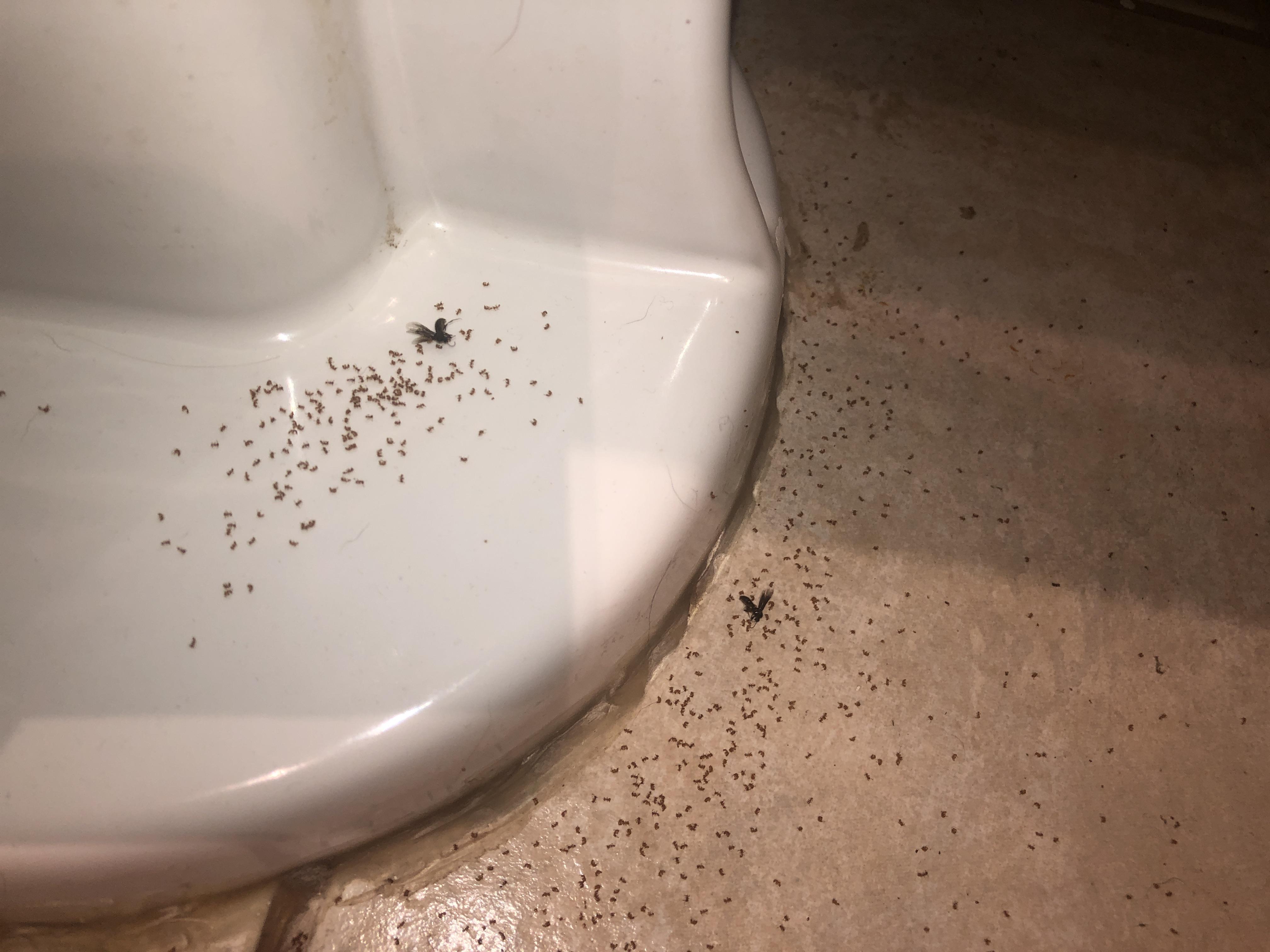 What are these things? They keep showing up around my toilet. They look