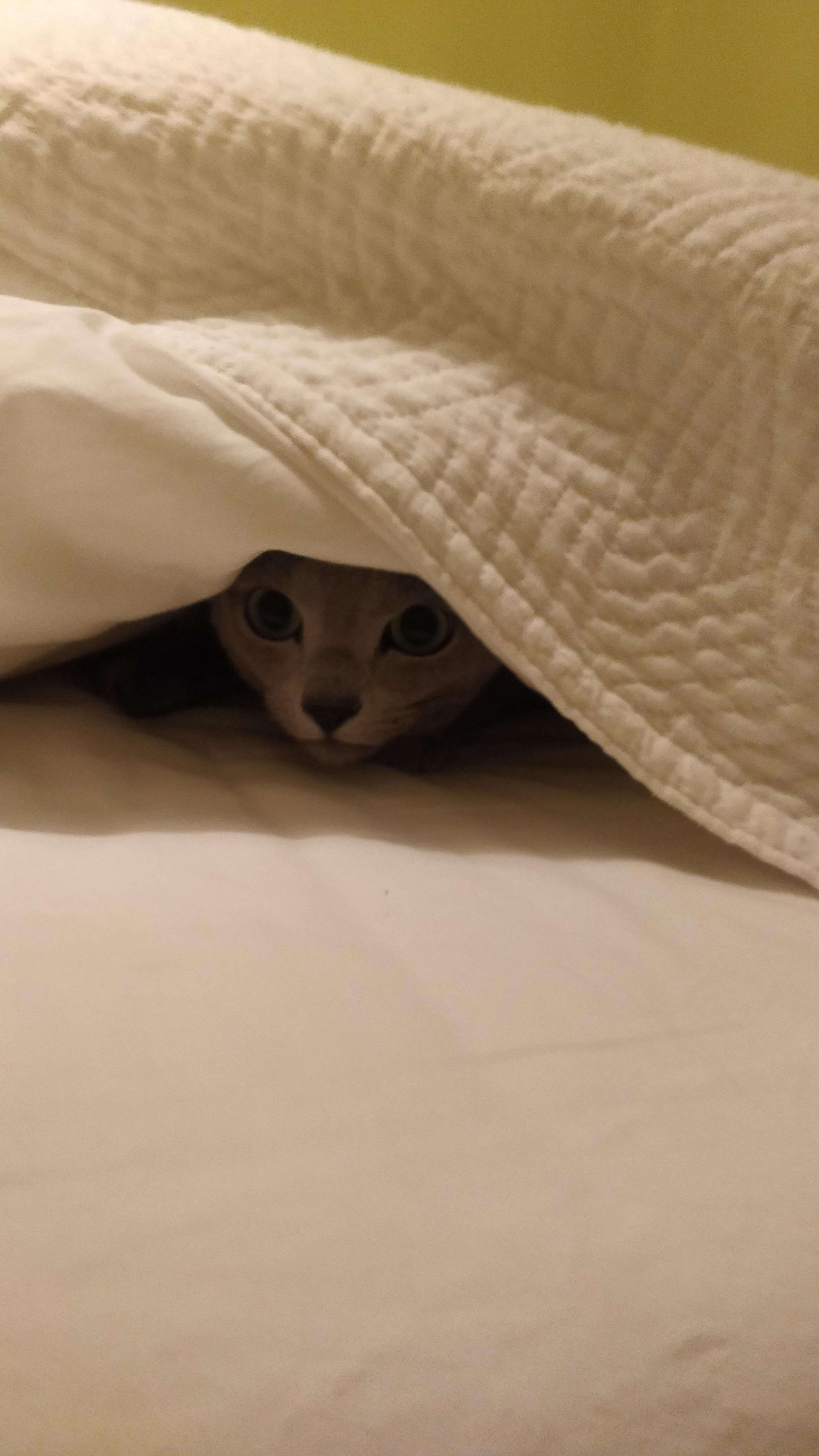 M'aiq always sleep under the sheets of my bed tuckedinkitties