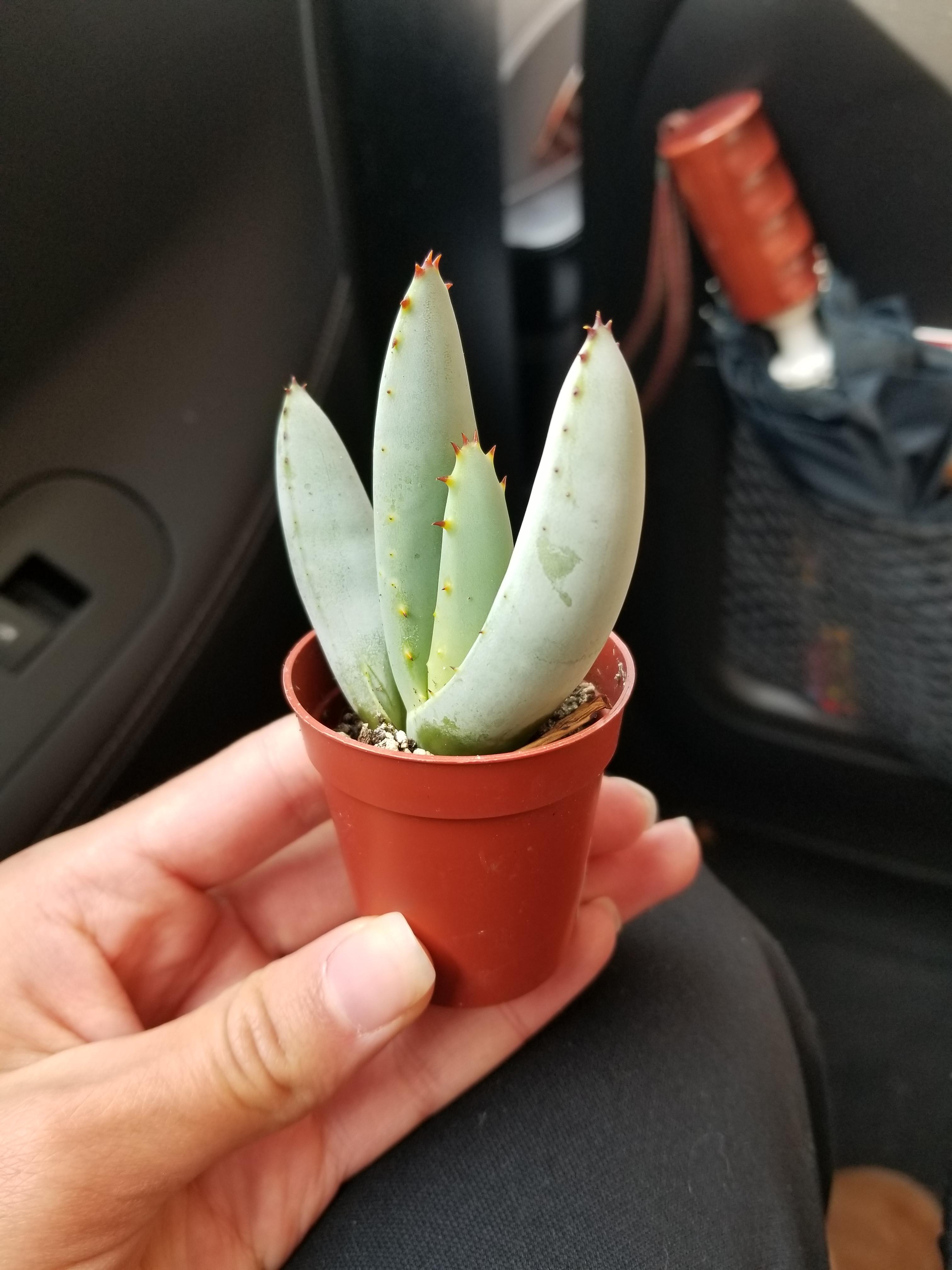 Look at this aloe I just picked up at Home Depot! r/succulents