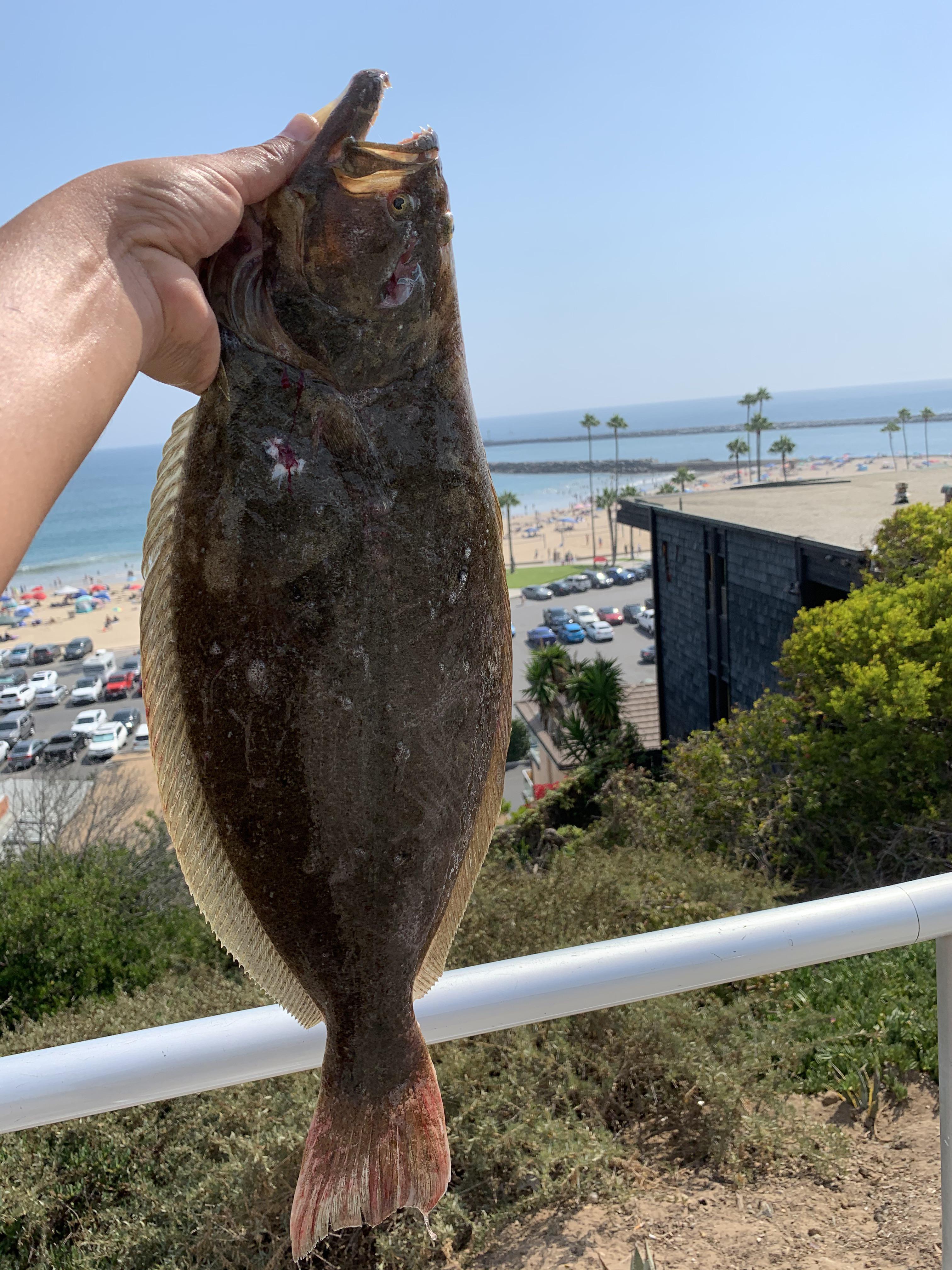 Finally a keeper California halibut! r/SurfFishing
