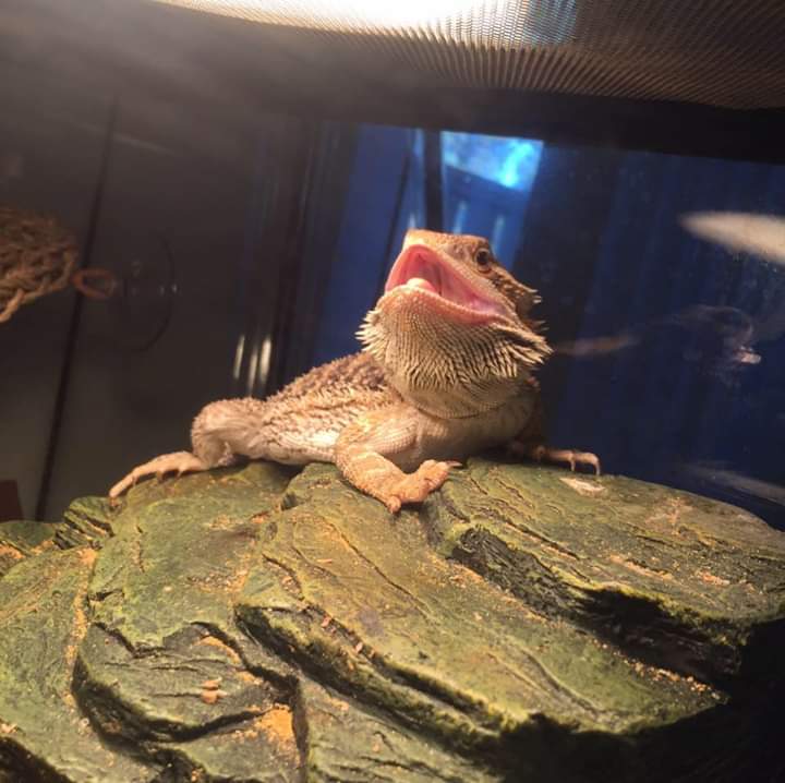 What are good ways to catproof your bearded dragon enclosure? (Pic