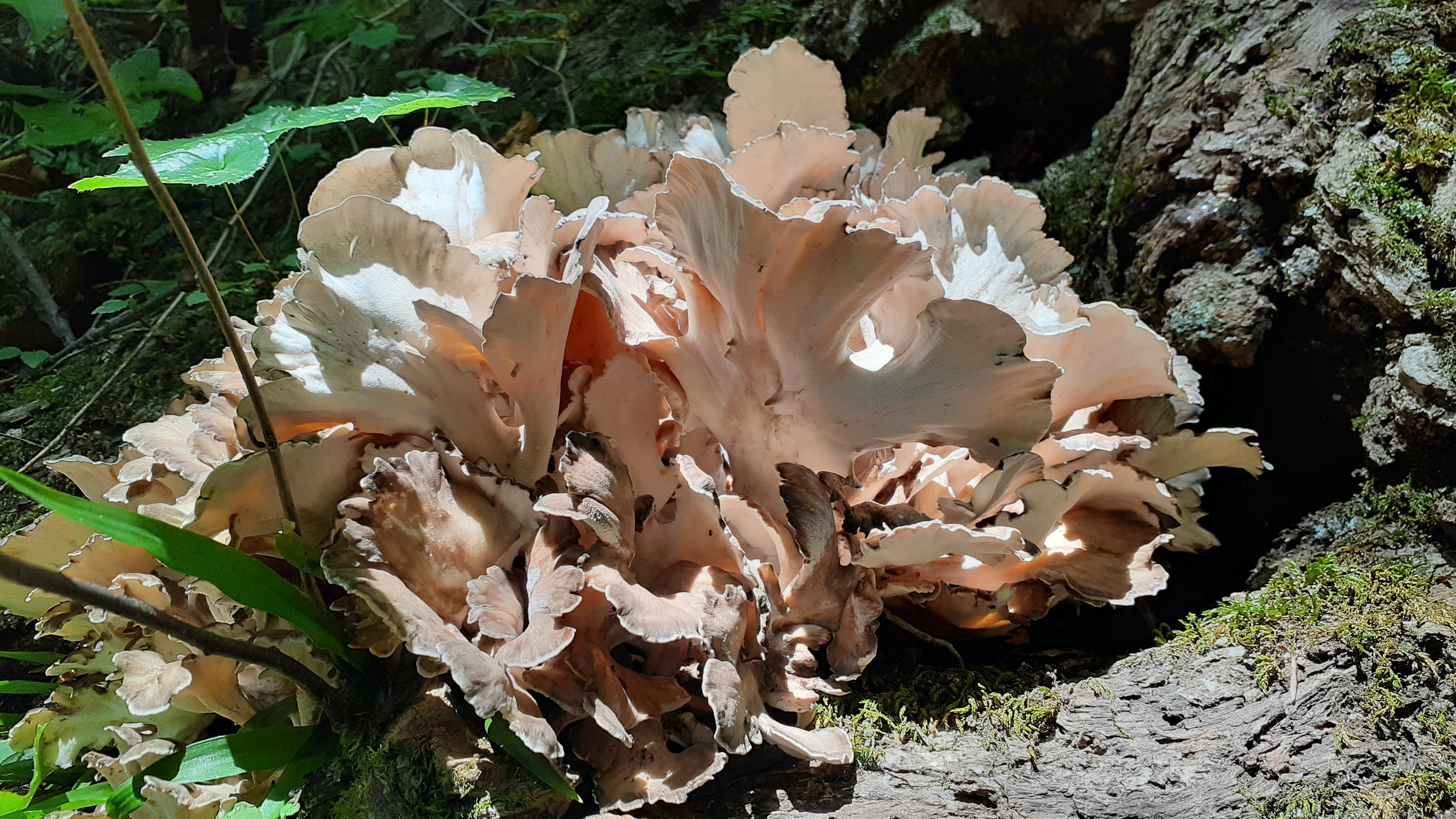 Maitake (Dancing Mushroom) from Japan r/mycology
