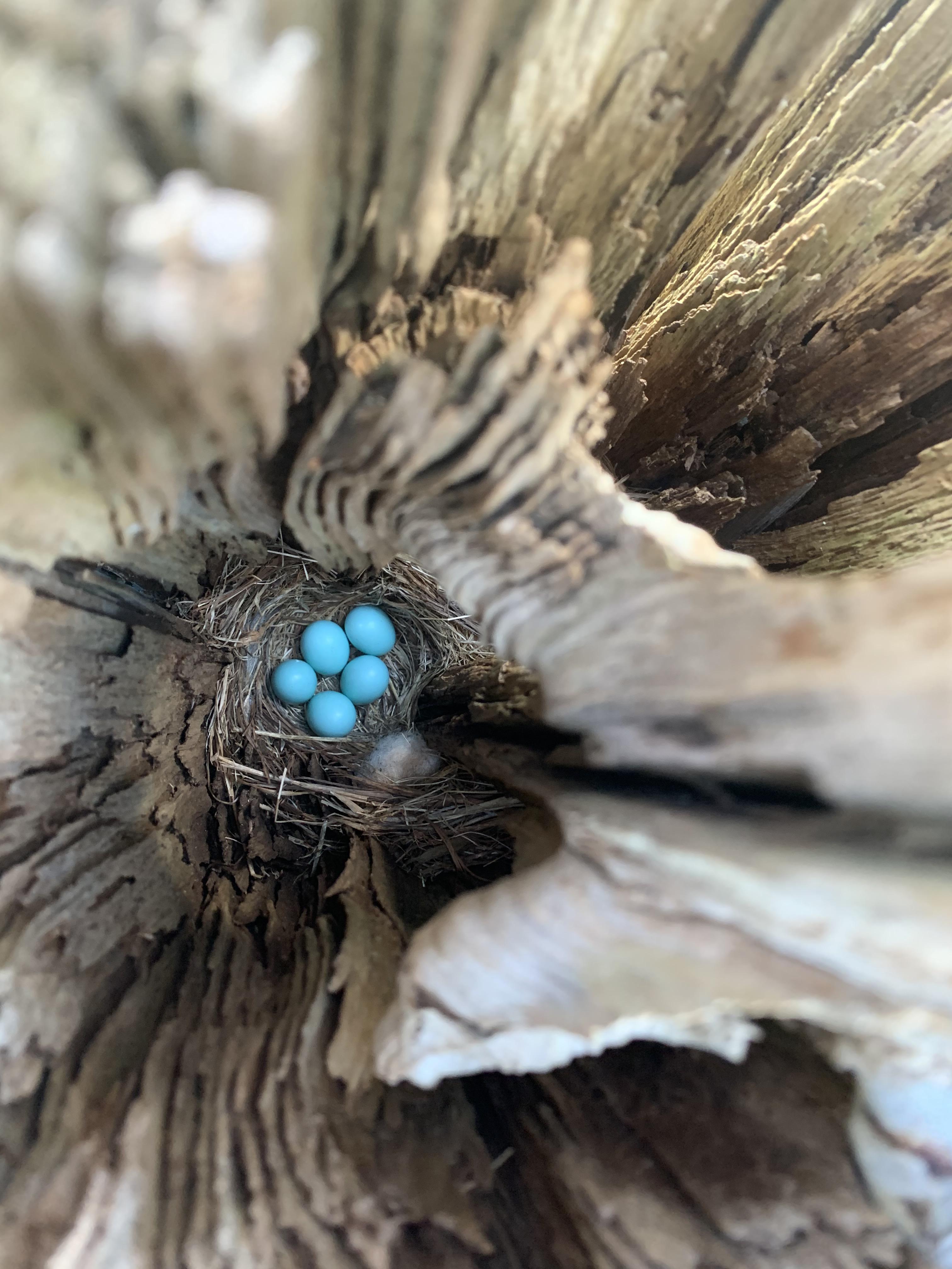 Blue jay eggs laid inside a porch post (Charlottesville, VA) r/pics