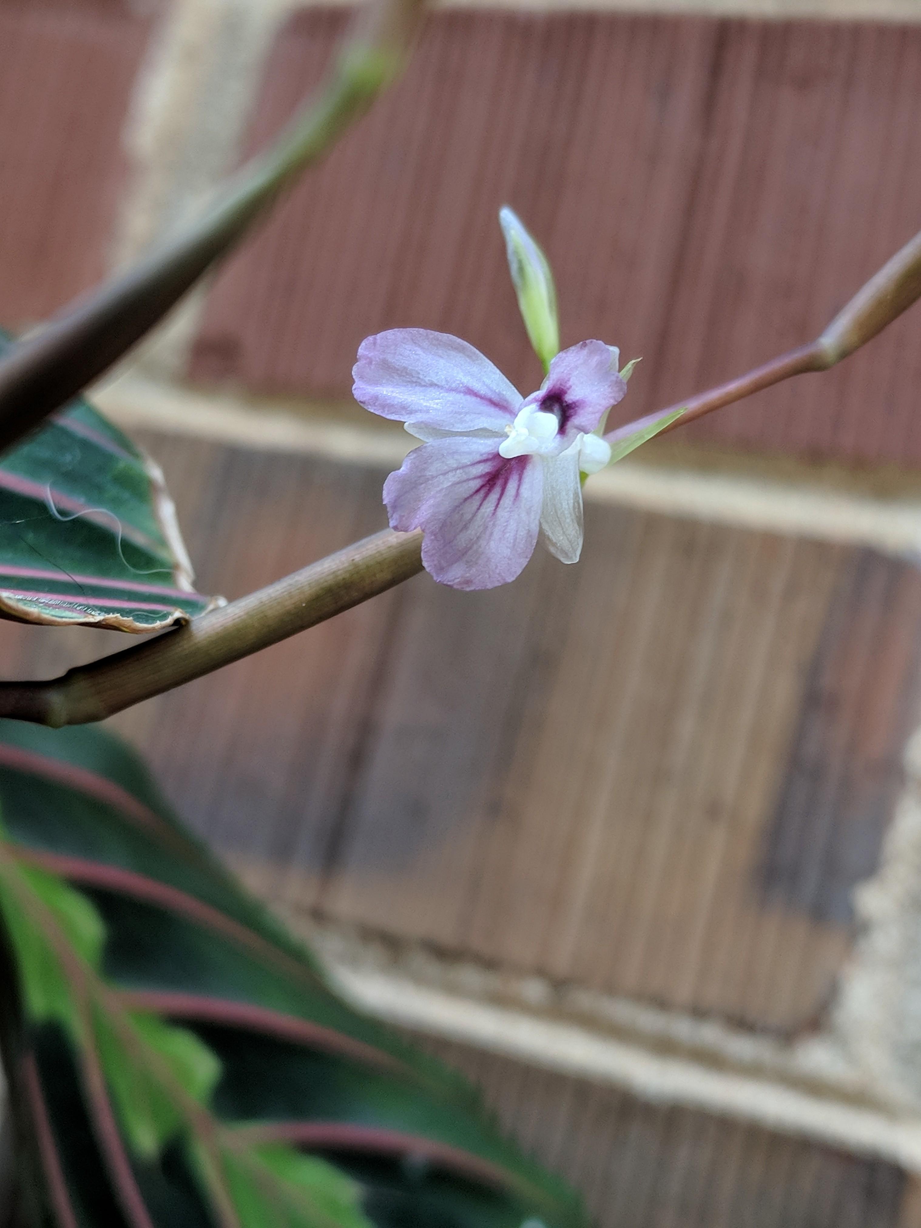 My prayer plant decided to flower, it's so small and delicate. I'm glad