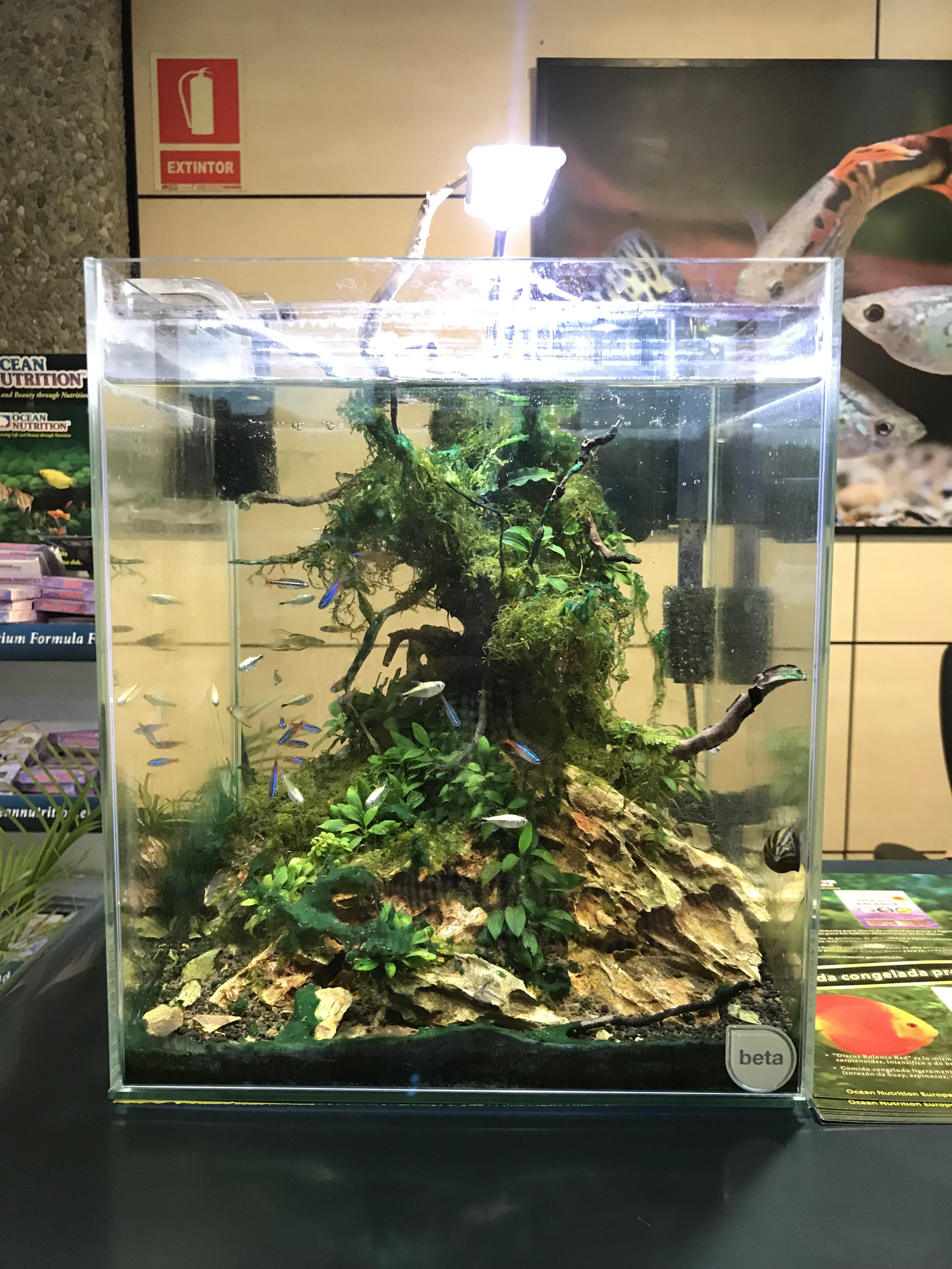 Desktop aquarium r/Aquariums