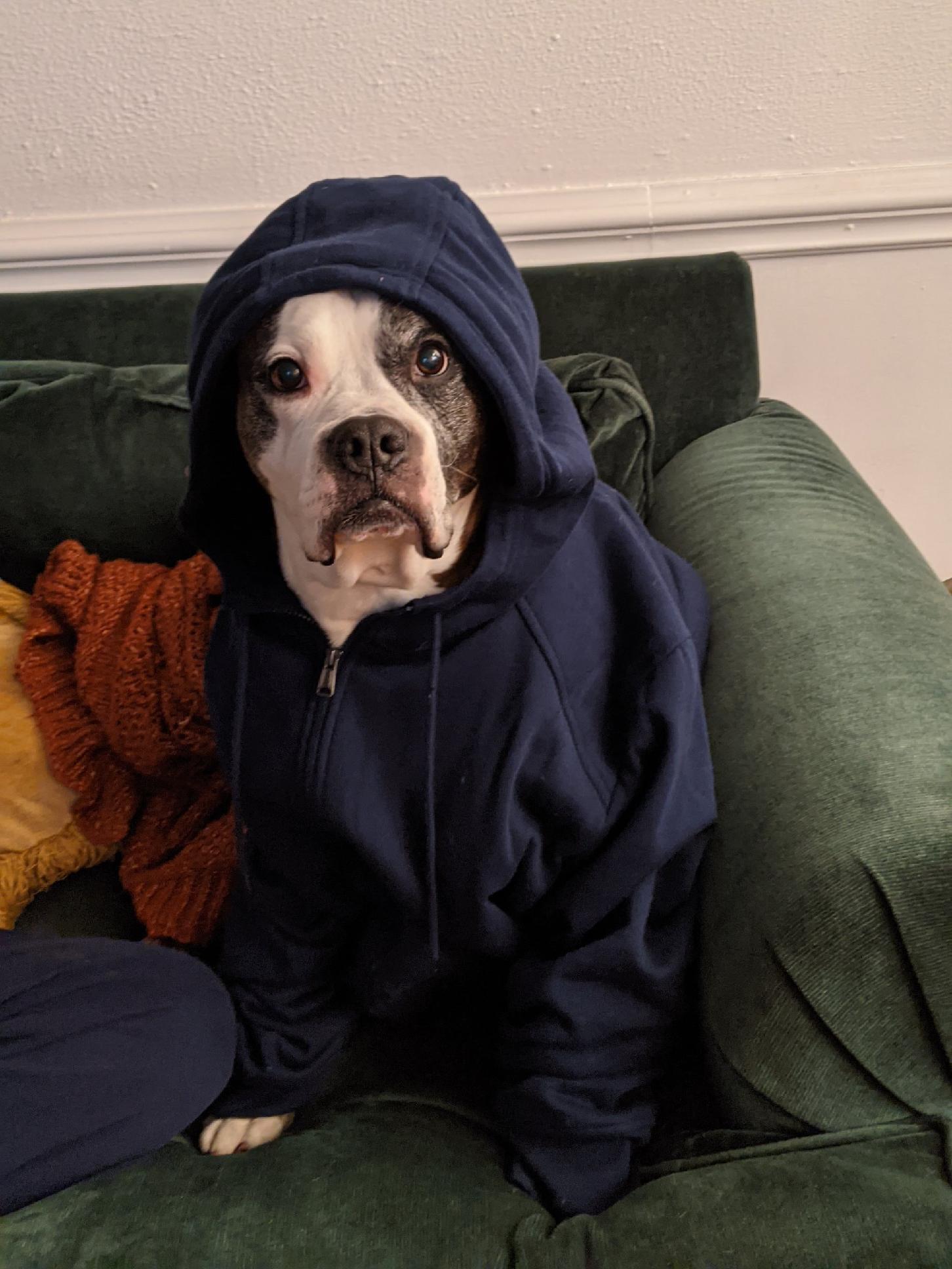 Good dog is a hood dog r/lookatmydog