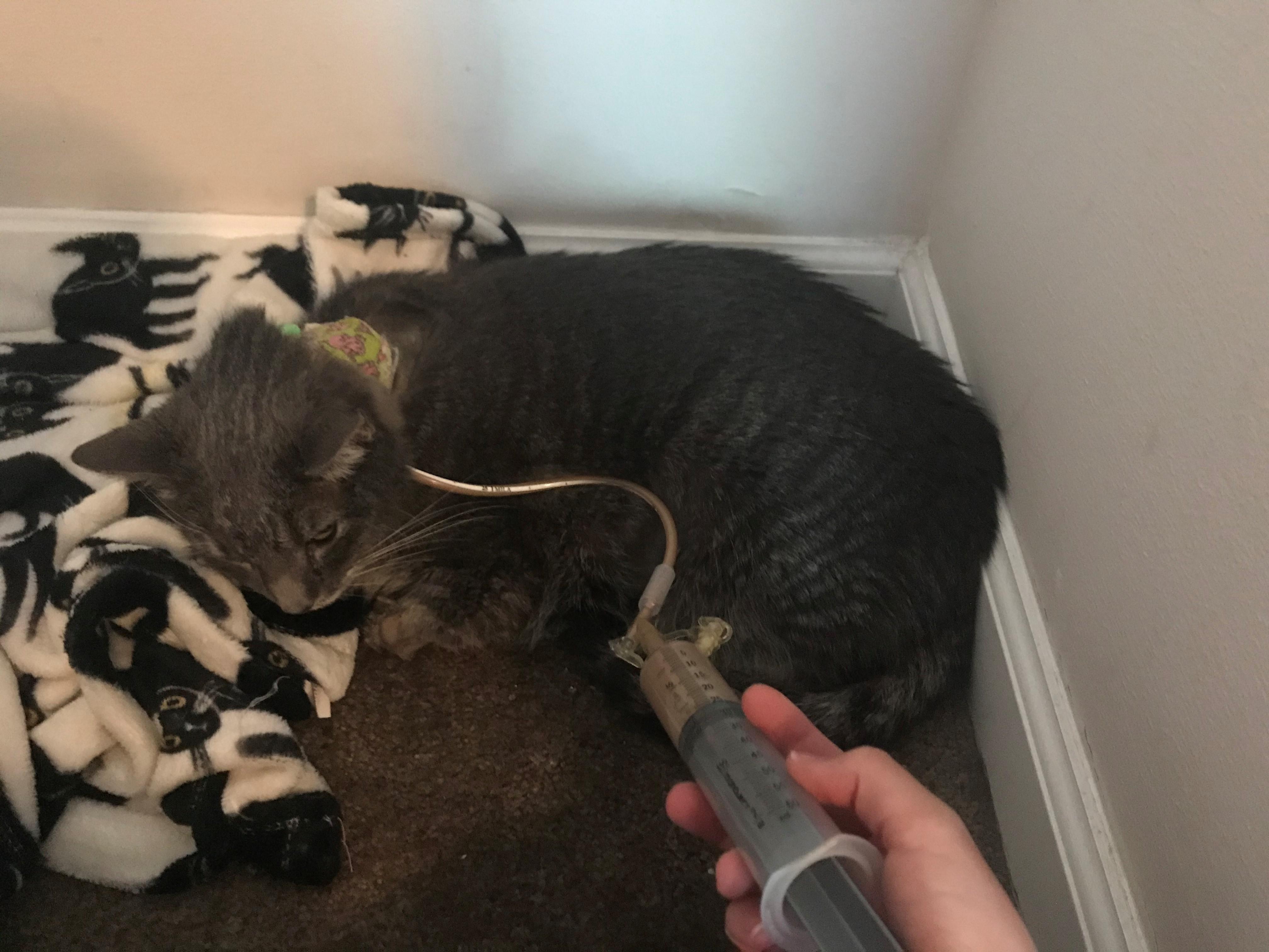 AMA or share your advice/ experience with treating a cat with a feeding