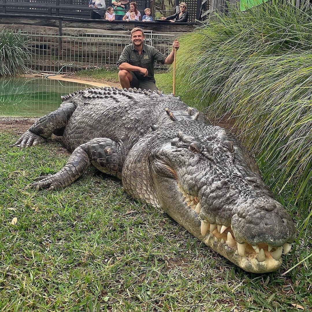 Elvis from Australian Reptile Park is an absolute unit of