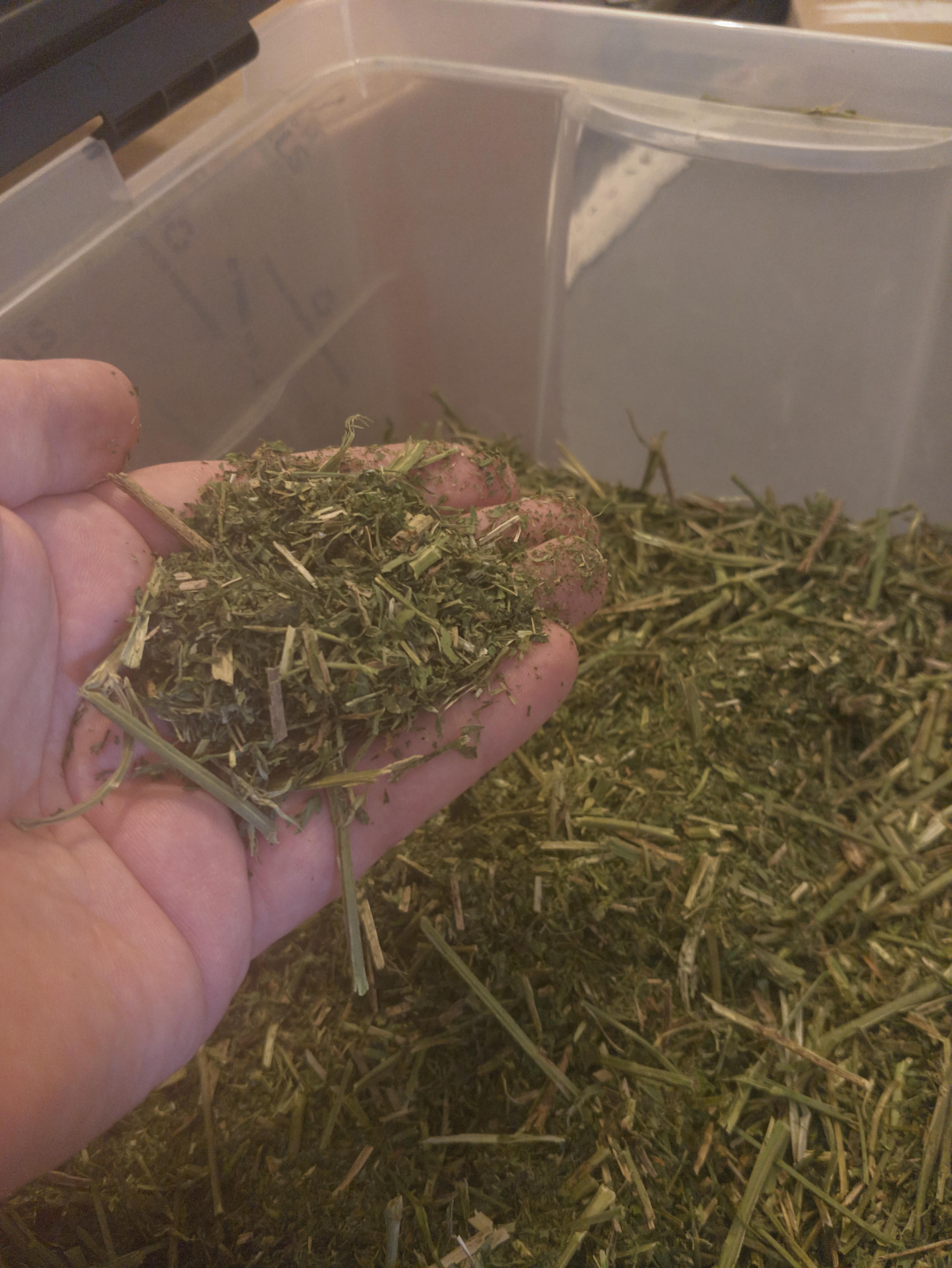 Is alfalfa hay normally this fine or dusty? I bought alfalfa hay from