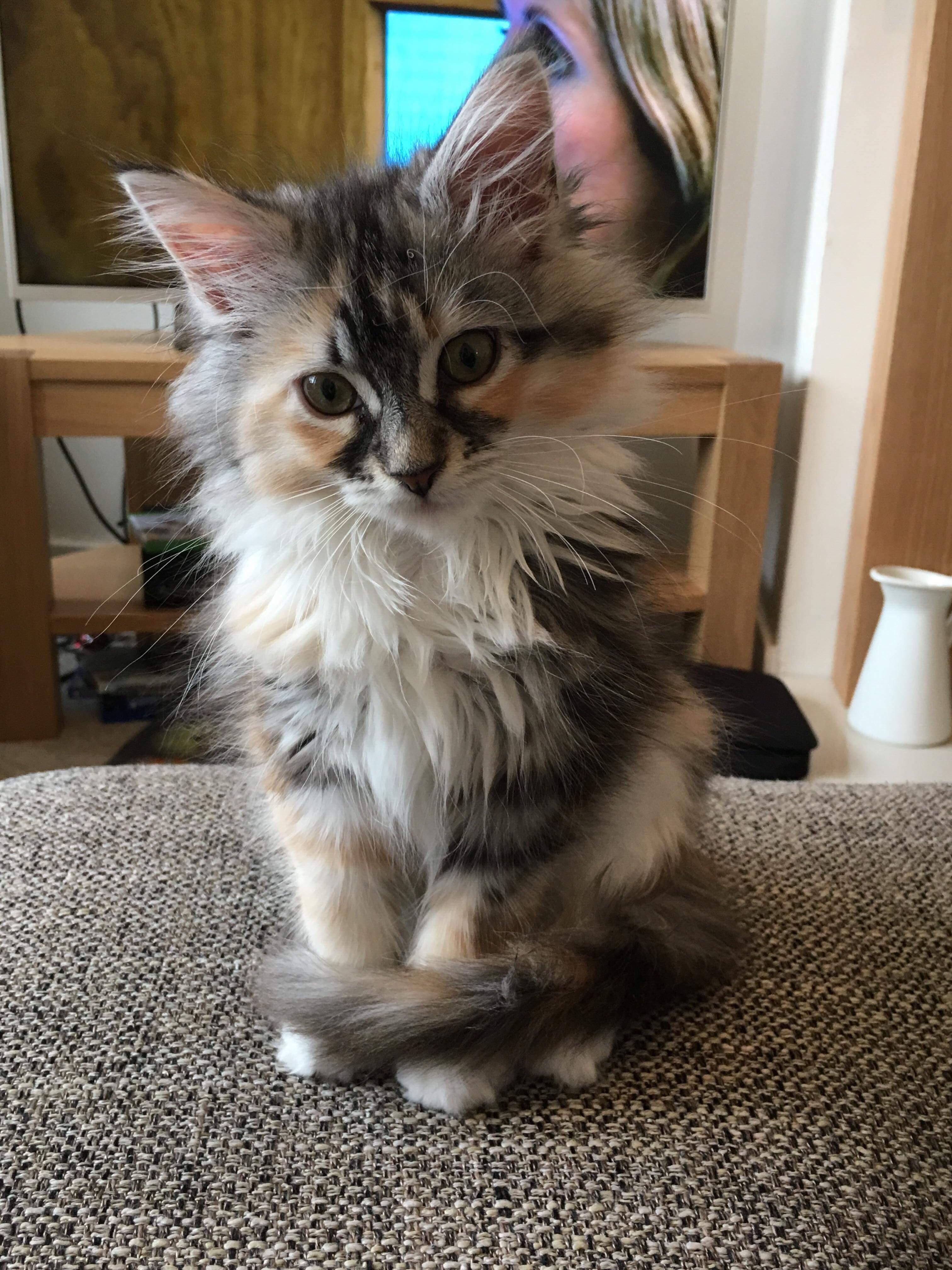 Our 14 week old kitten, Luna. r/mainecoons