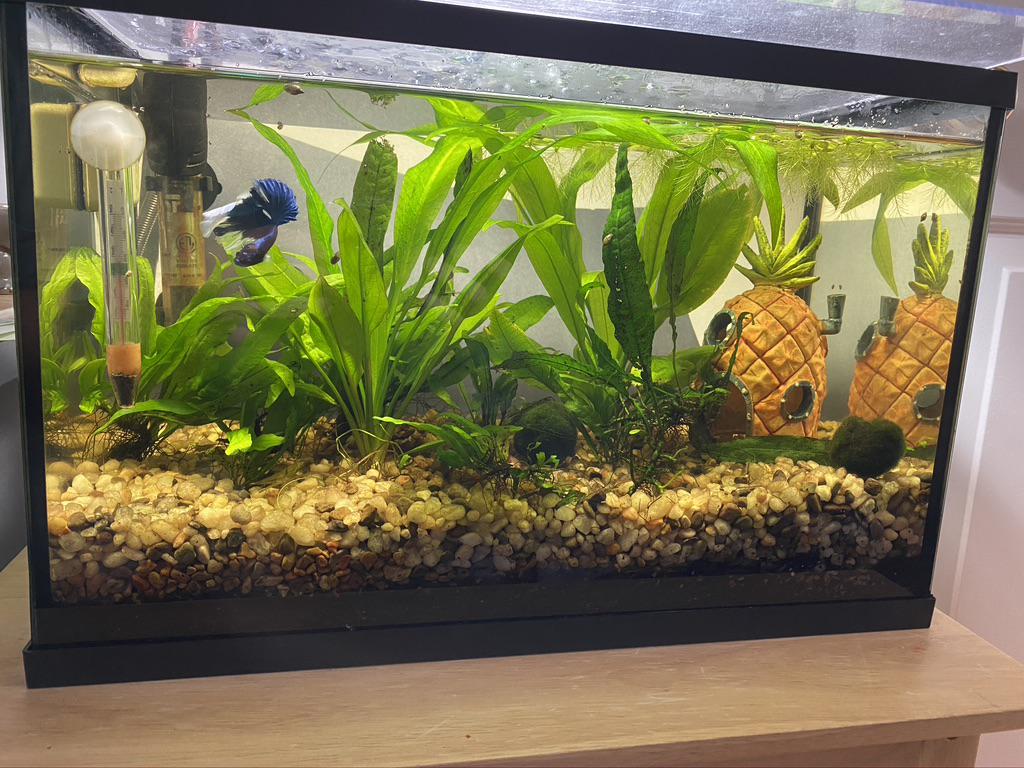 Is this tank too densely planted? Too bright? Too Reflective? My poor betta is spending a lot of