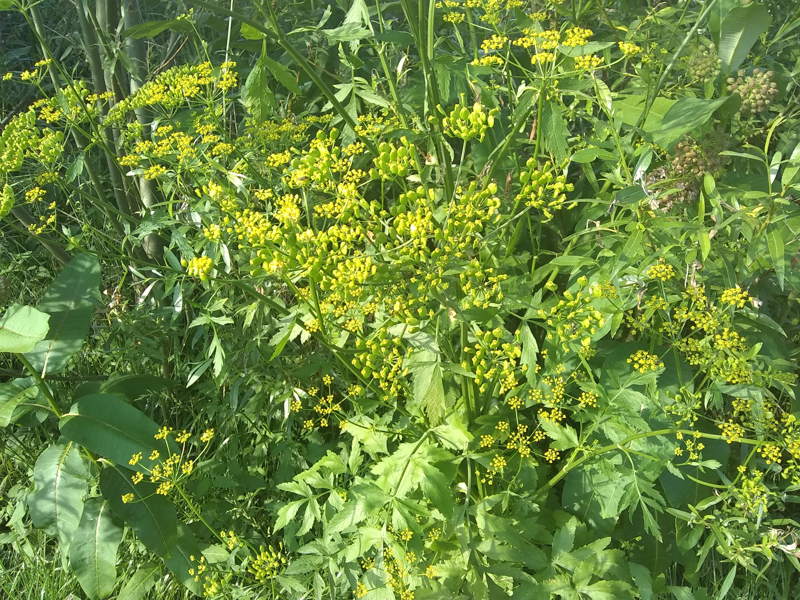 What is this plant and is it poisonous upstate New York
