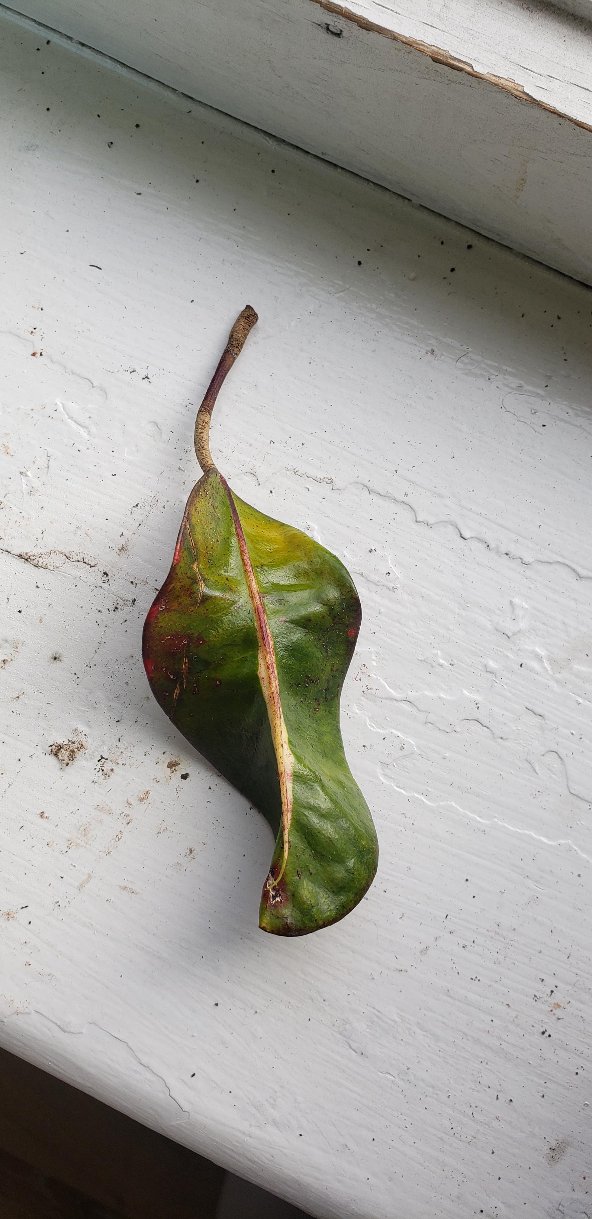 Looks like my croton dropped a leaf. Can I propagate this? r/propagation