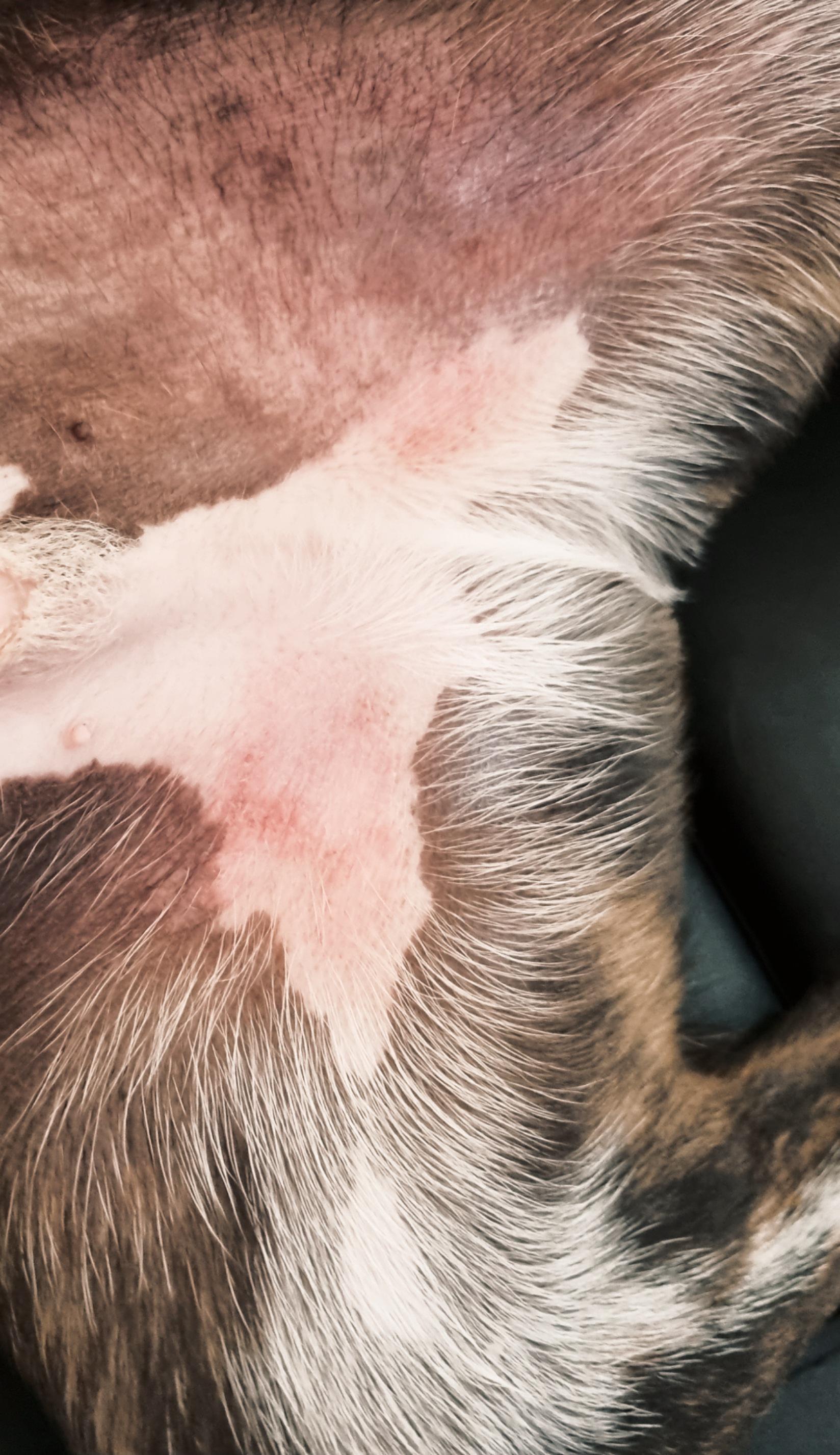 Rash? Dogs been licking himself alot so I checked and found this. r