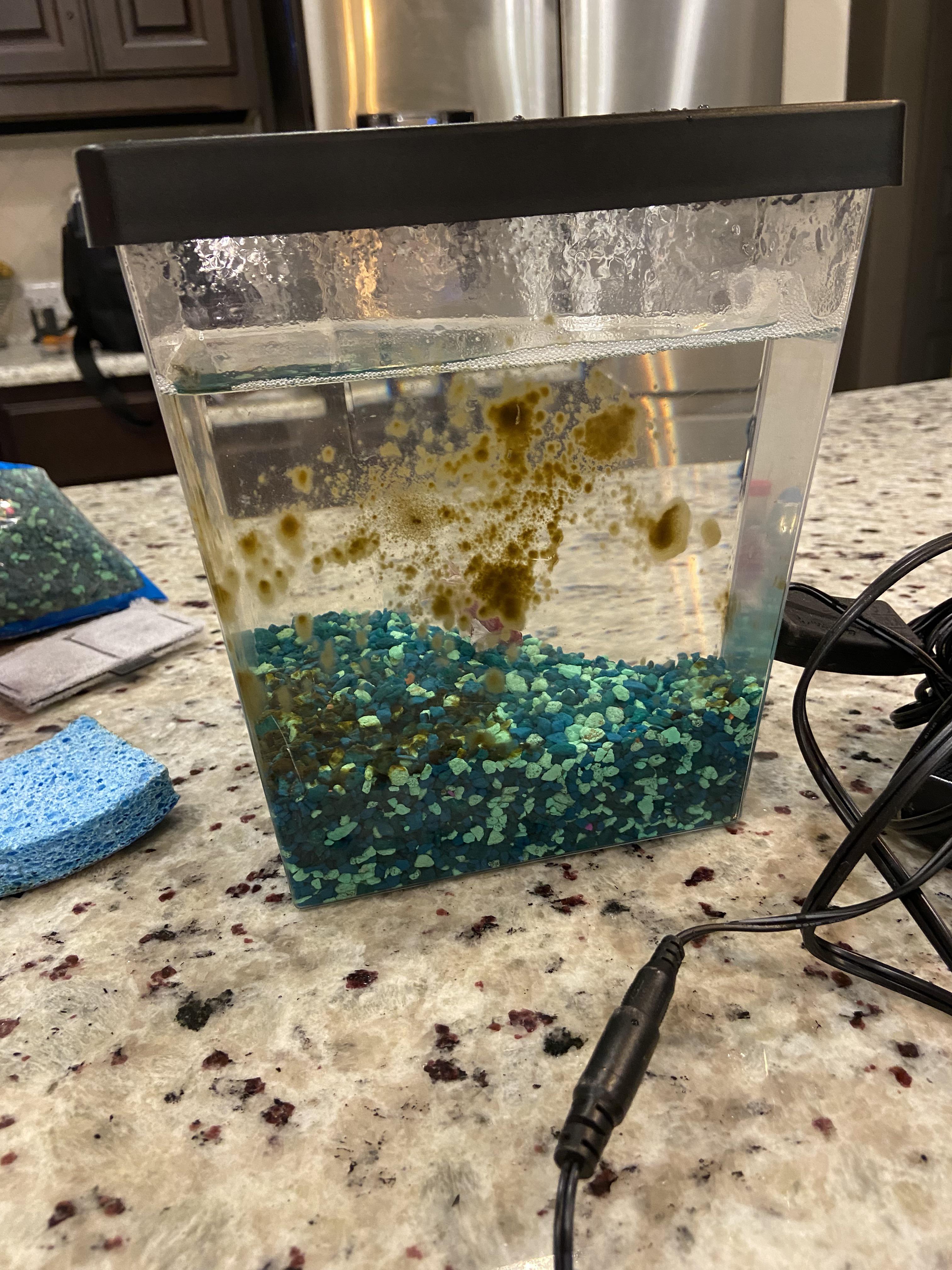 My wife’s fish tank keeps getting this green/brown algae. It starts appearing after about a week