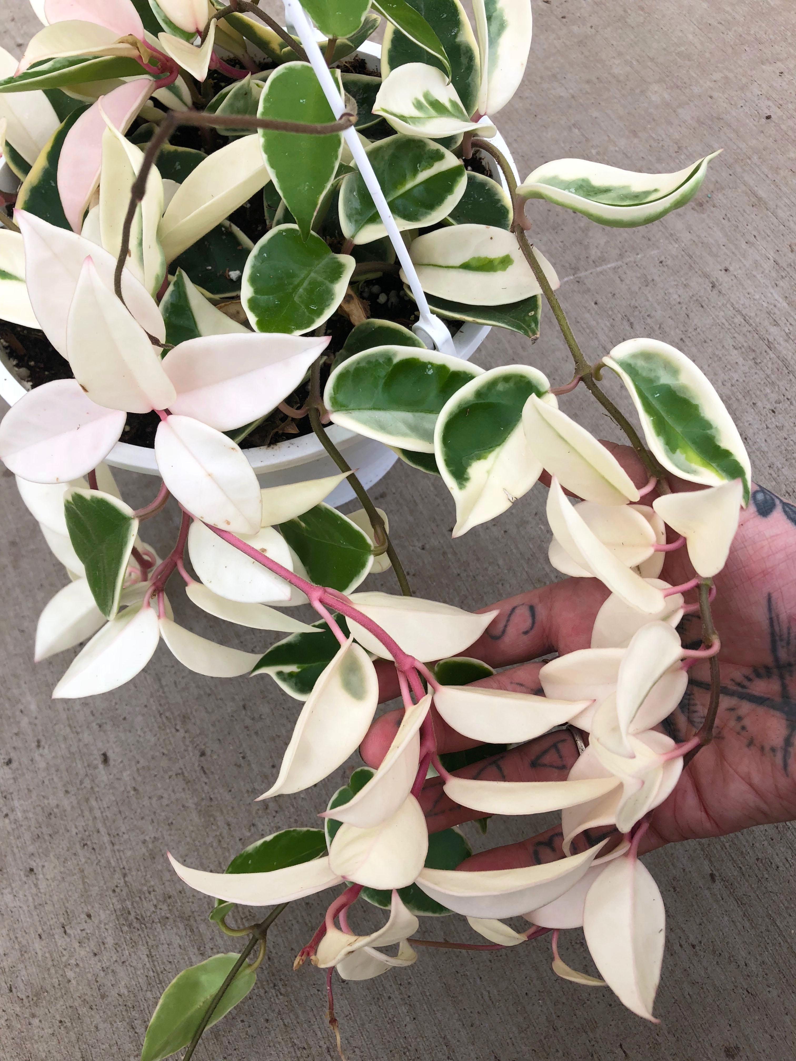 Ebay Hoya Plants at John Liu blog