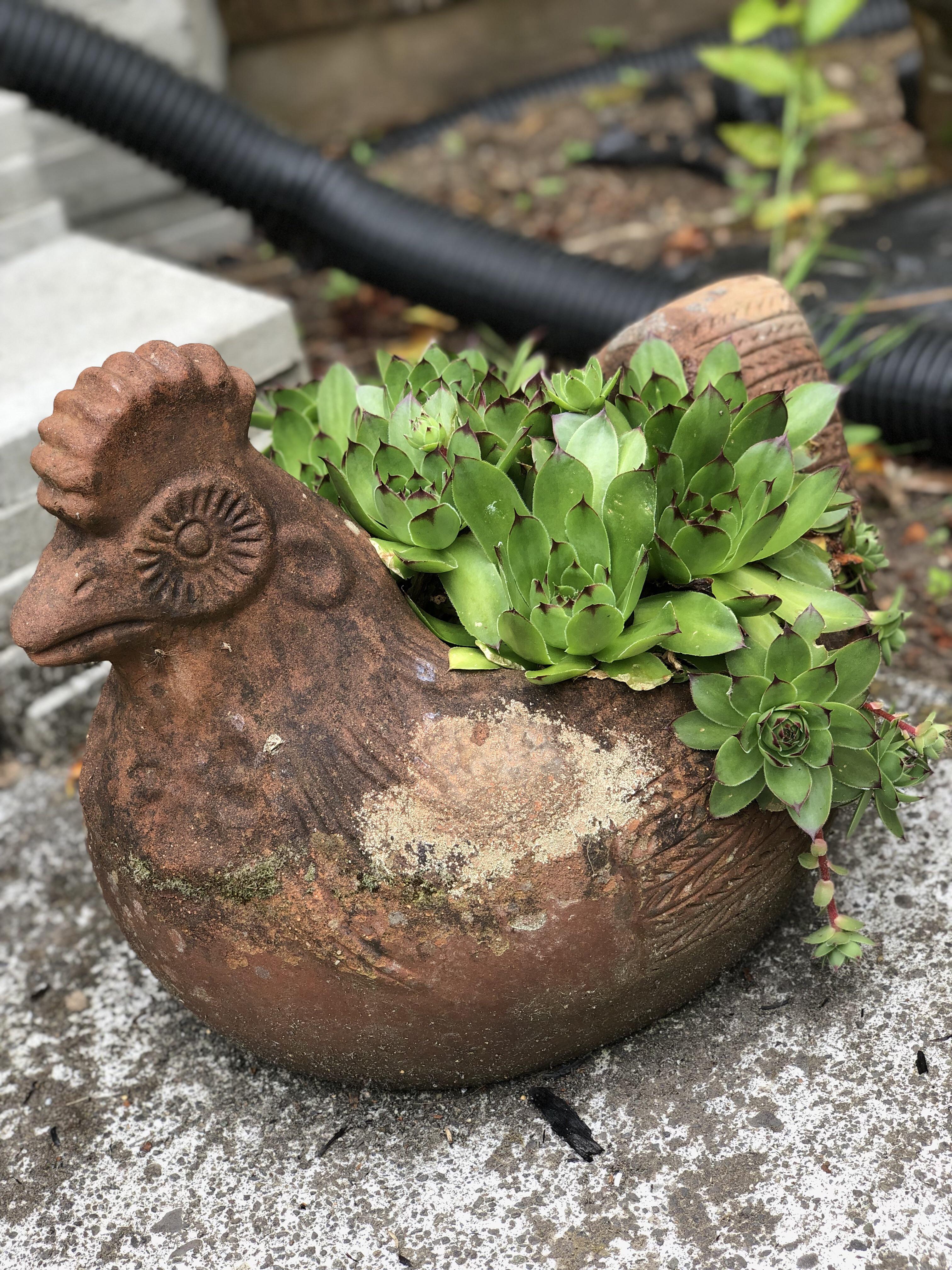 Chicken Planter r/succulents