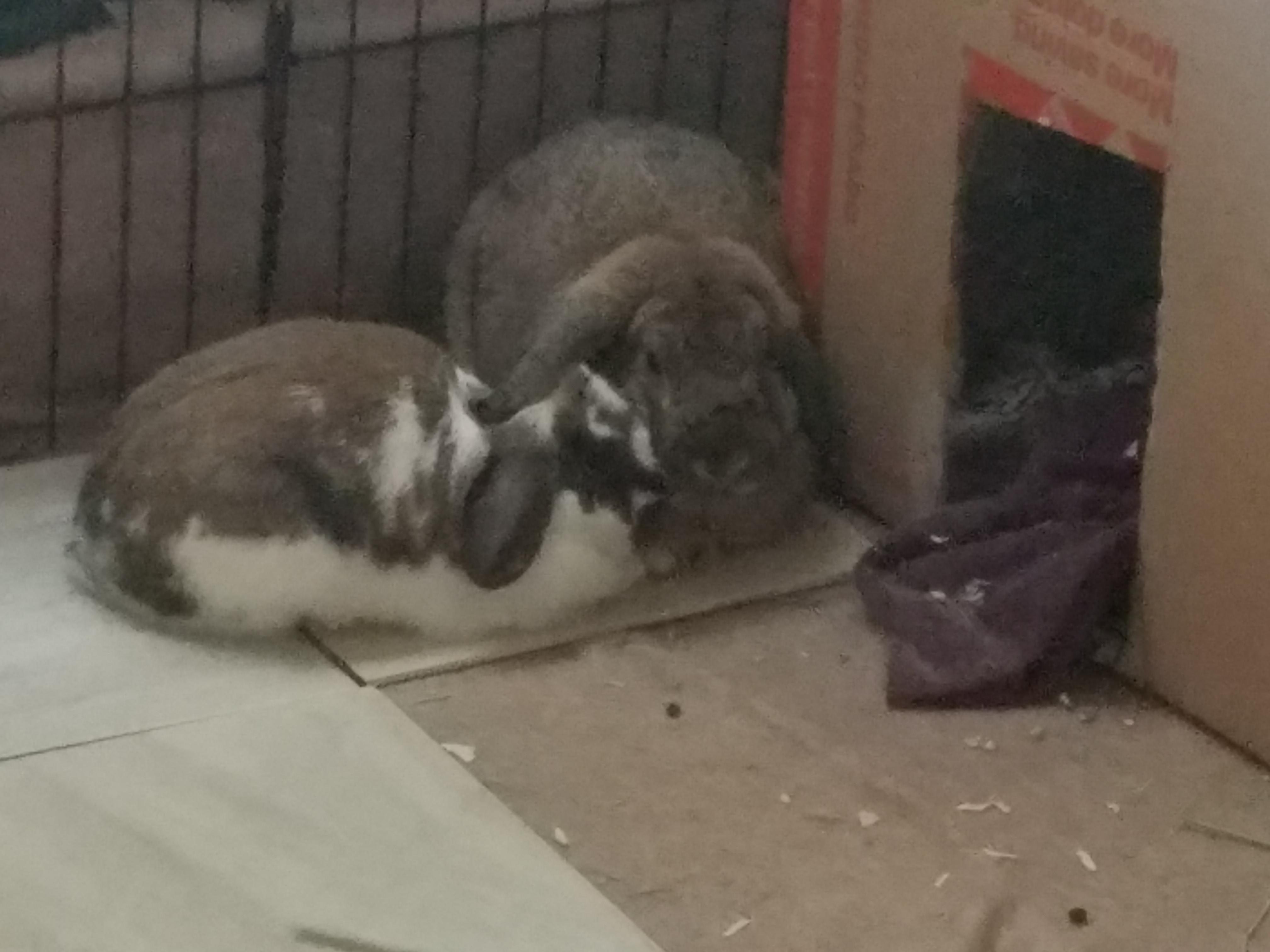 Questio about bonded buns [antisocial] r/Rabbits