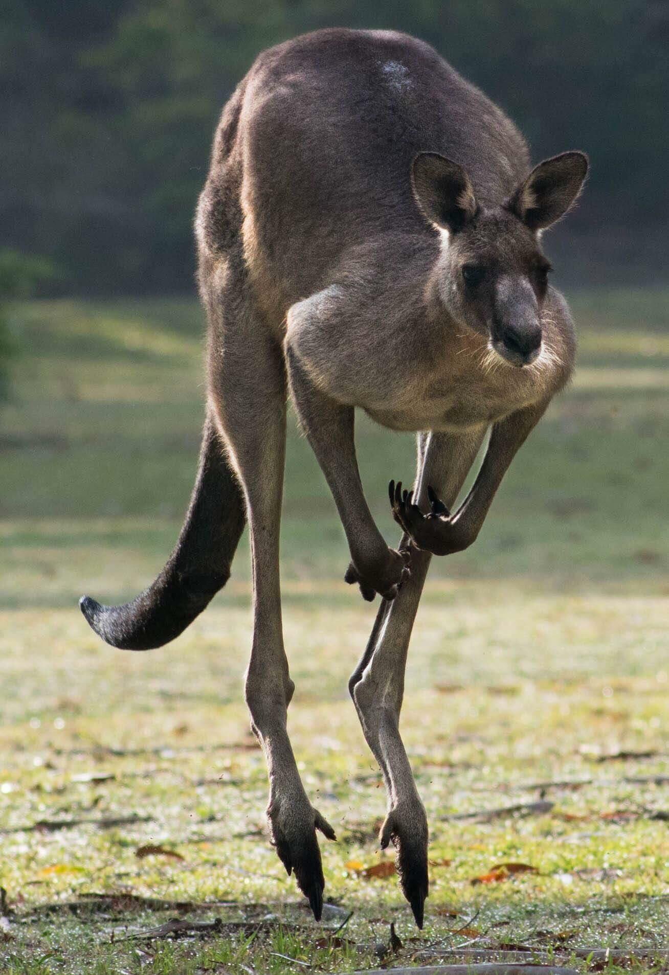 Big male Kangaroo found in the bush on the south east coast of NSW, Aus