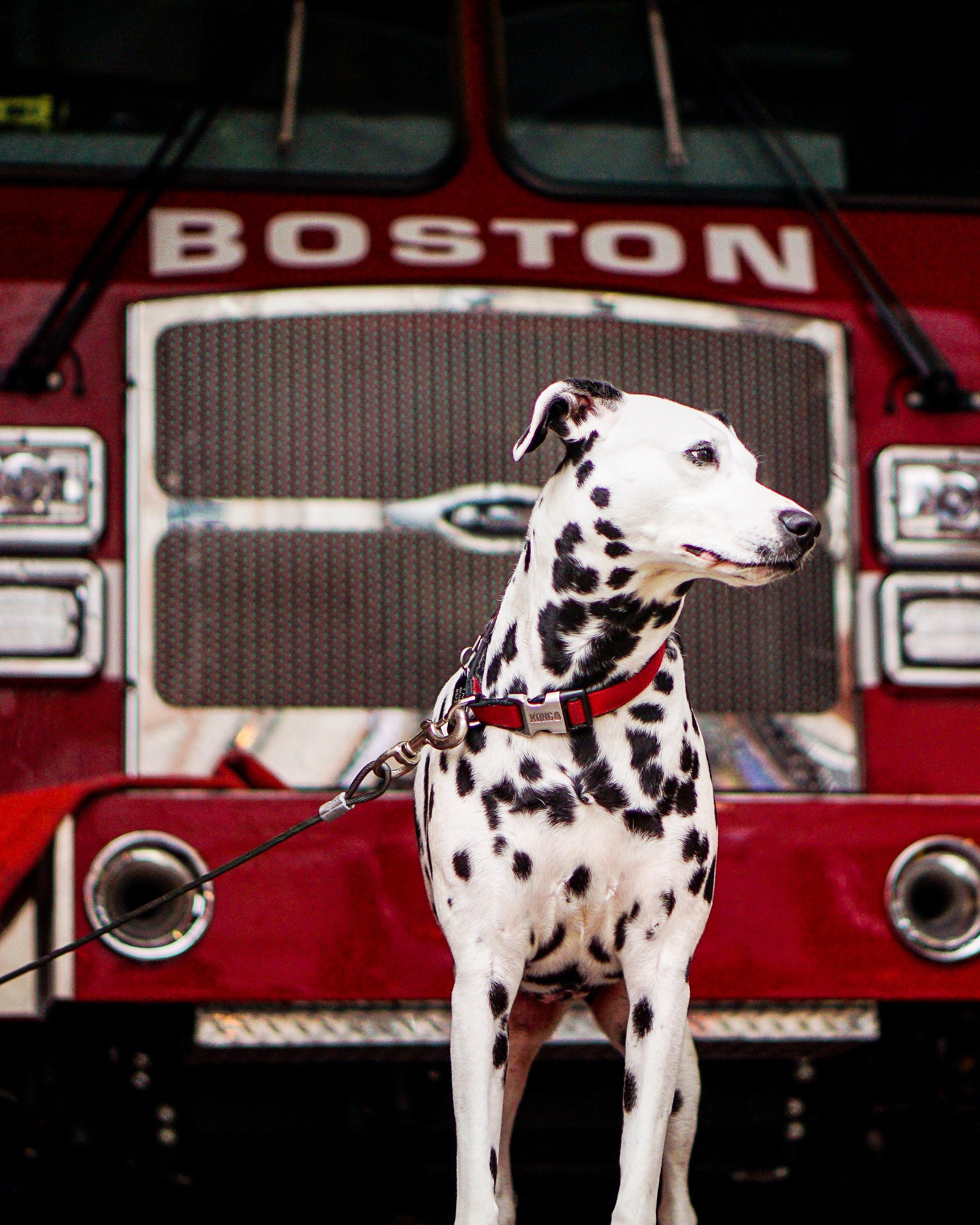 The fire station in back bay has an actual Dalmatian and I love it! r