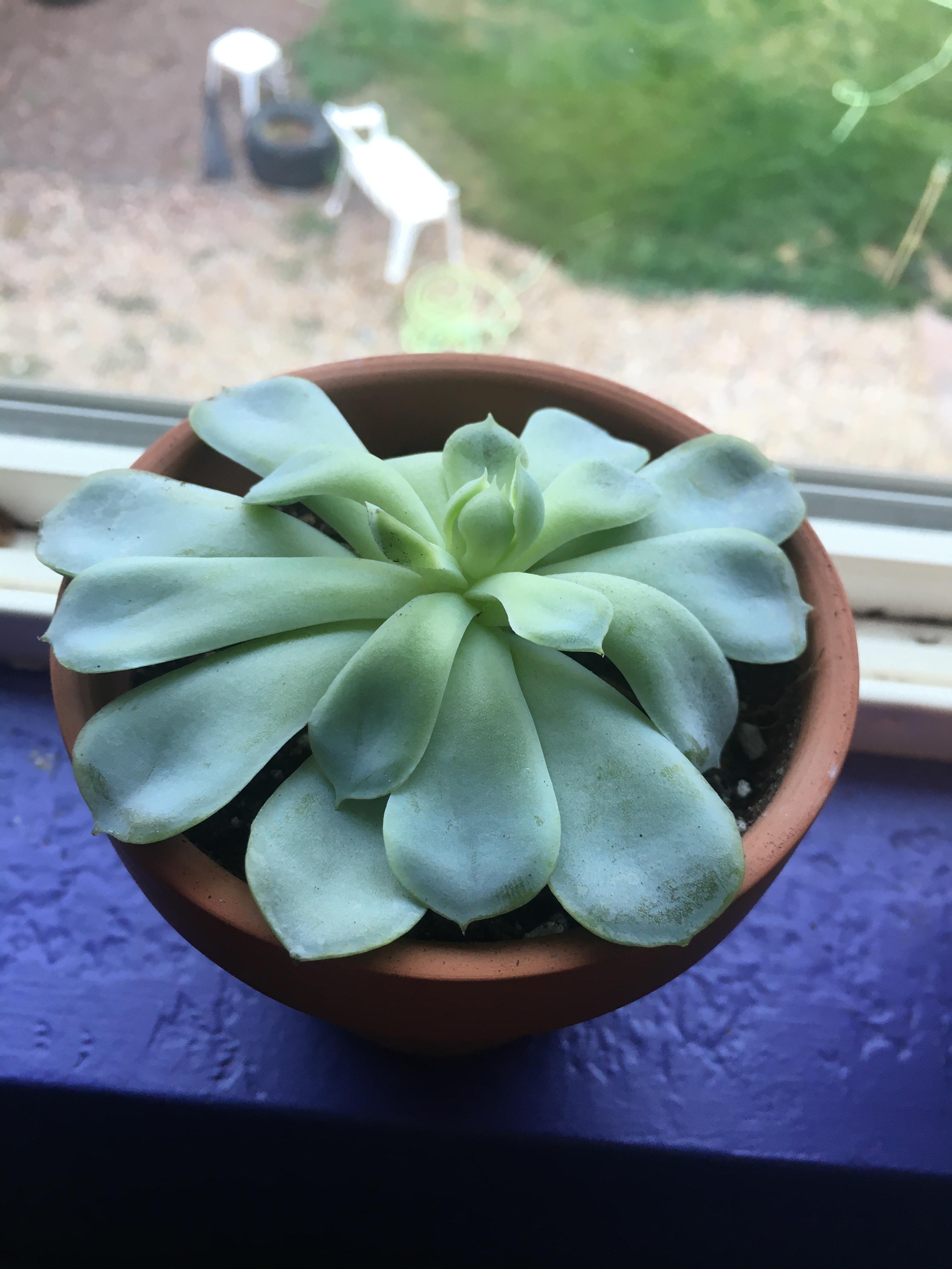 Why are my succulent leaves drooping? How can I fix it? r/succulents
