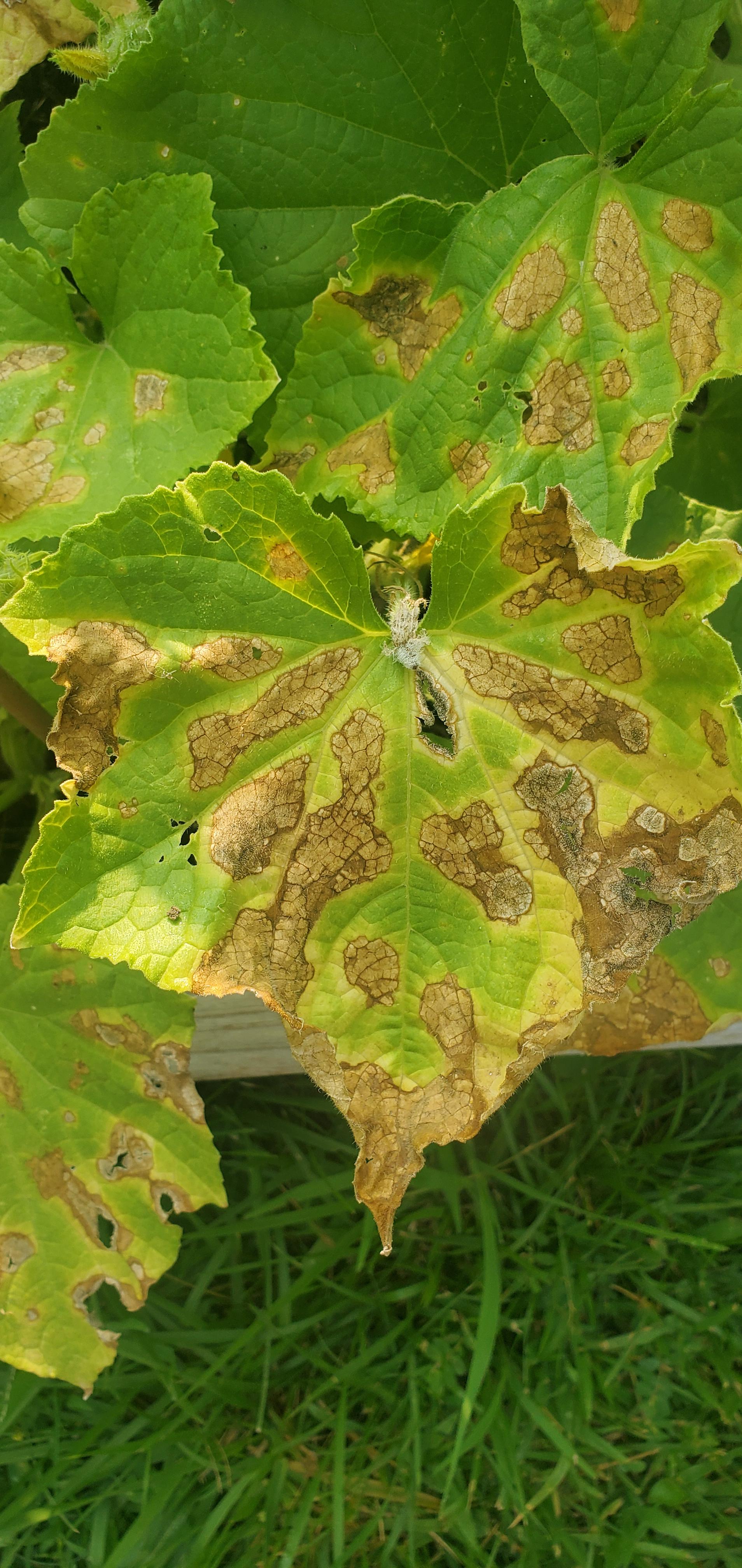 Zone 5b. Neighbors tree has leaves that look like this, they're falling