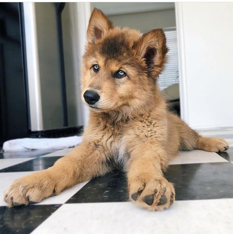 This is a wolfhybrid (part wolf, shepherd, husky and malamute) aww