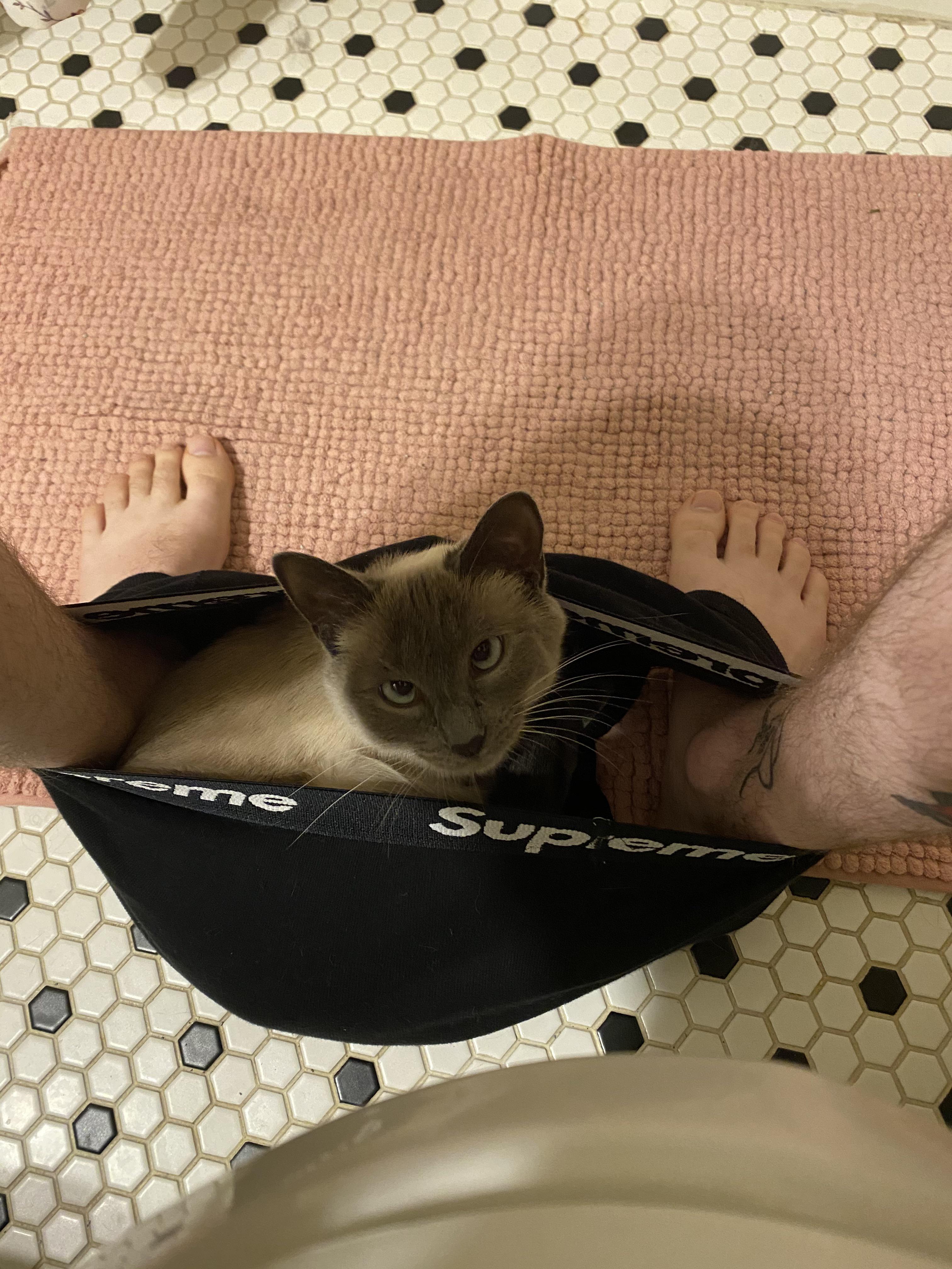 Does cats in underwear count? or is that a separate subreddit r