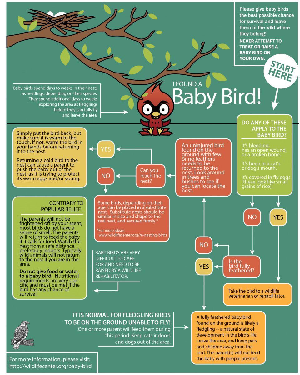 So you found a baby bird? coolguides